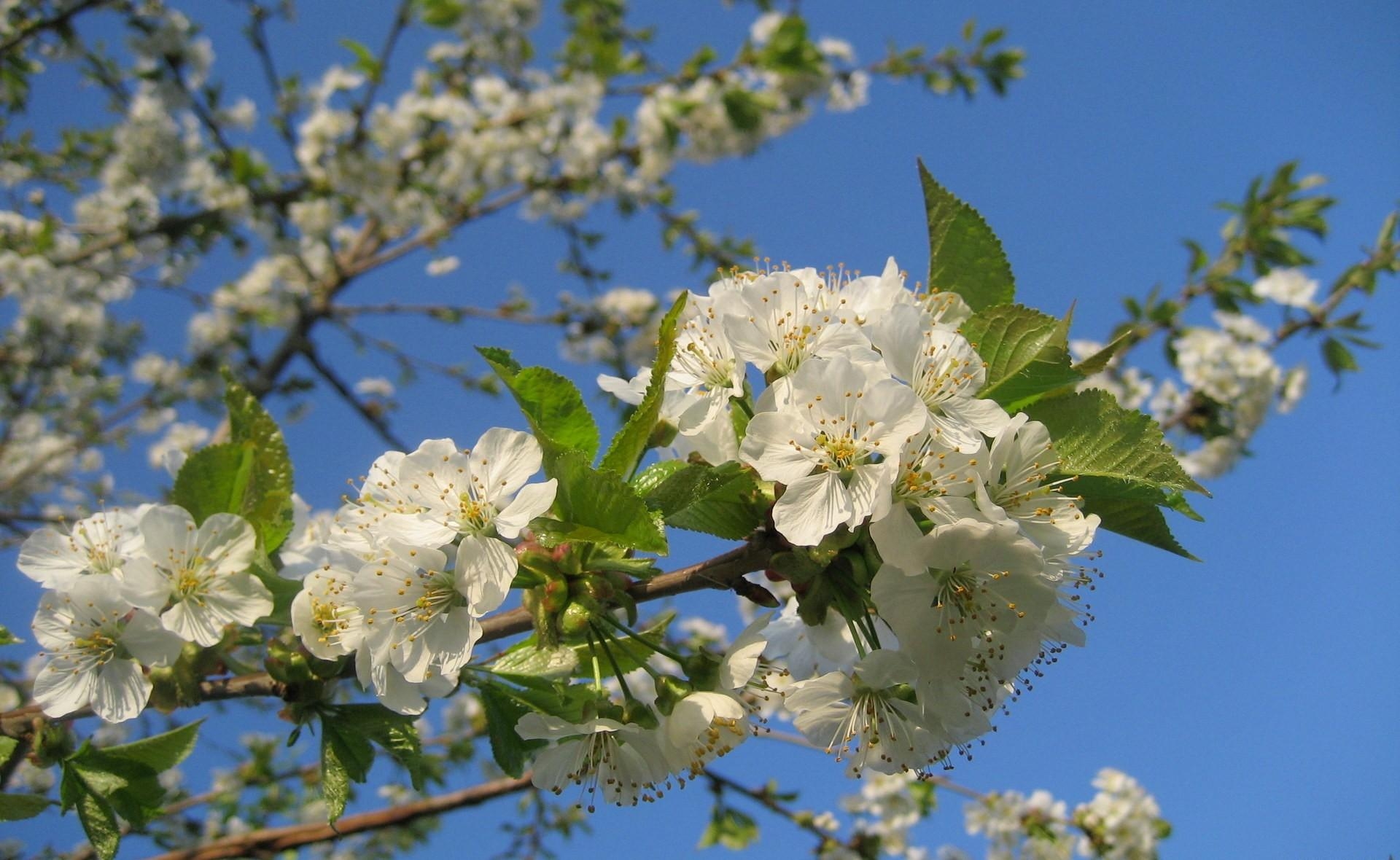 Laden Sie das Blumen, Sky, Geäst, Zweige, Blühen, Blühenden, Frühling, Stimmung-Bild kostenlos auf Ihren PC-Desktop herunter