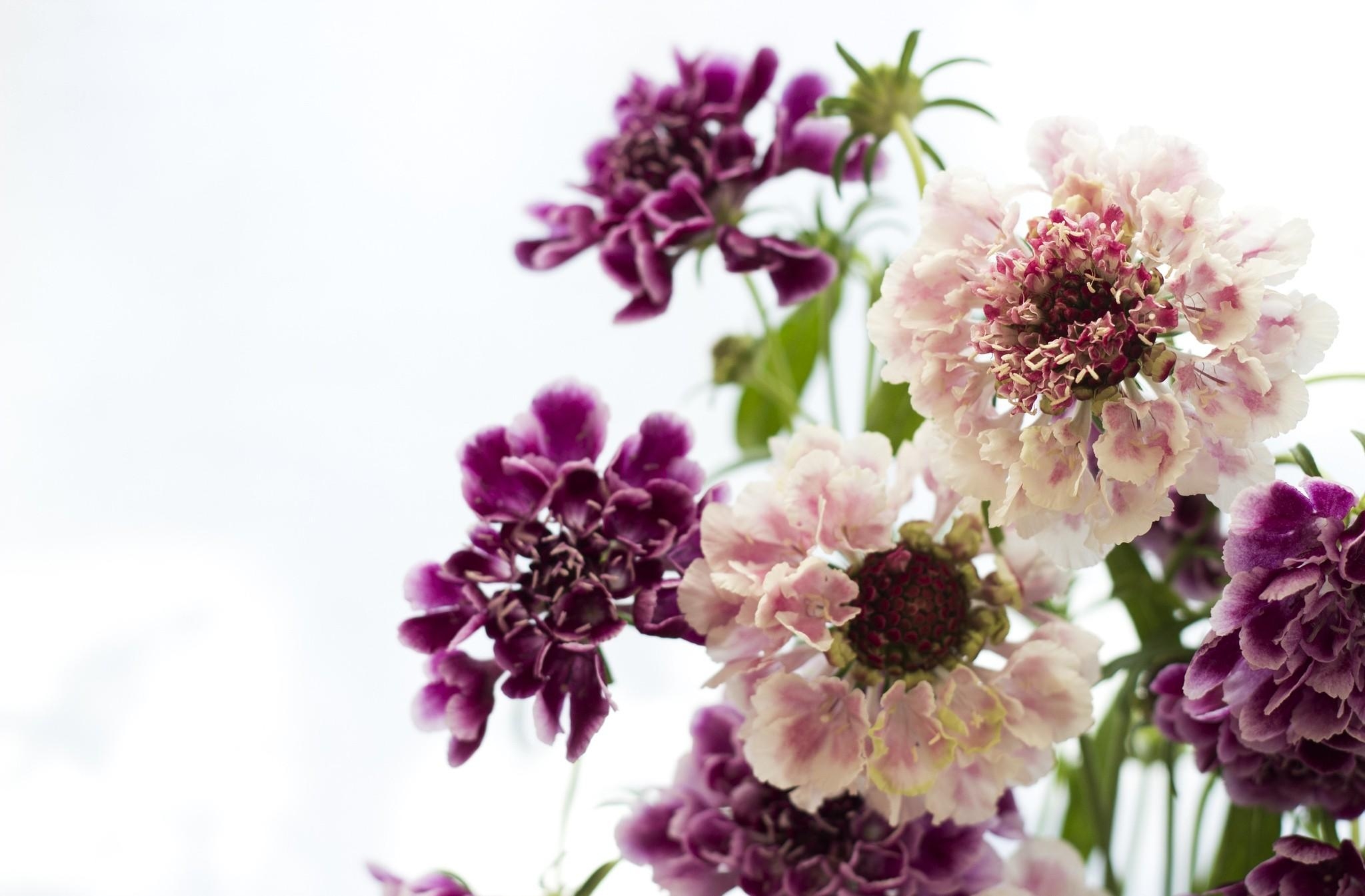 Handy-Wallpaper Blumen, Nahaufnahme, Strauß, Bouquet, Witwenblume, Scabiosa, Nahansicht kostenlos herunterladen.