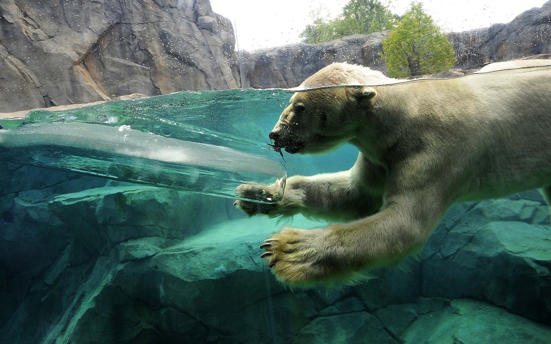 desktop and mobile to swim, polar bear, animals, young