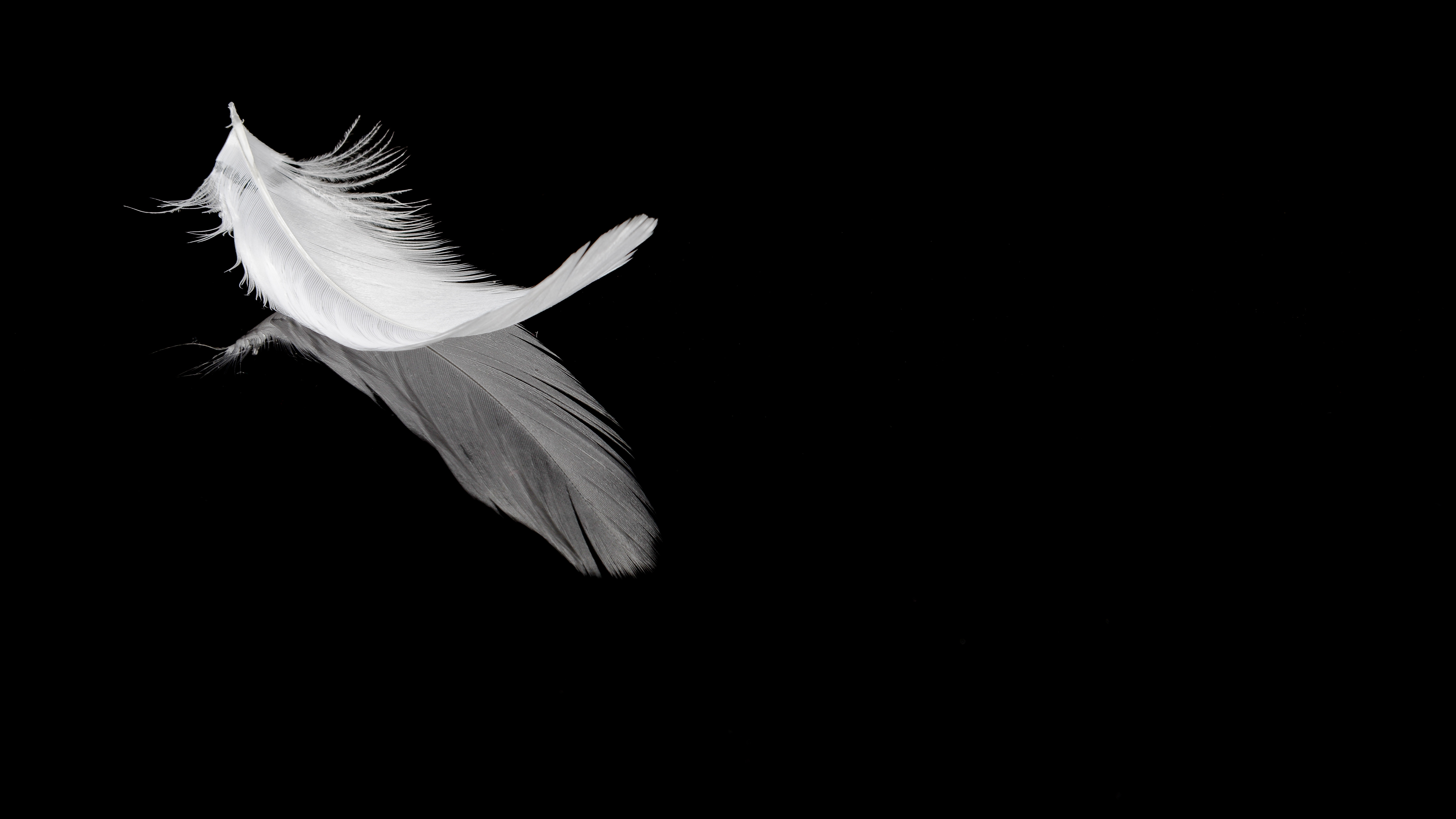 reflection, black, feather, bw, chb, pen cell phone wallpapers