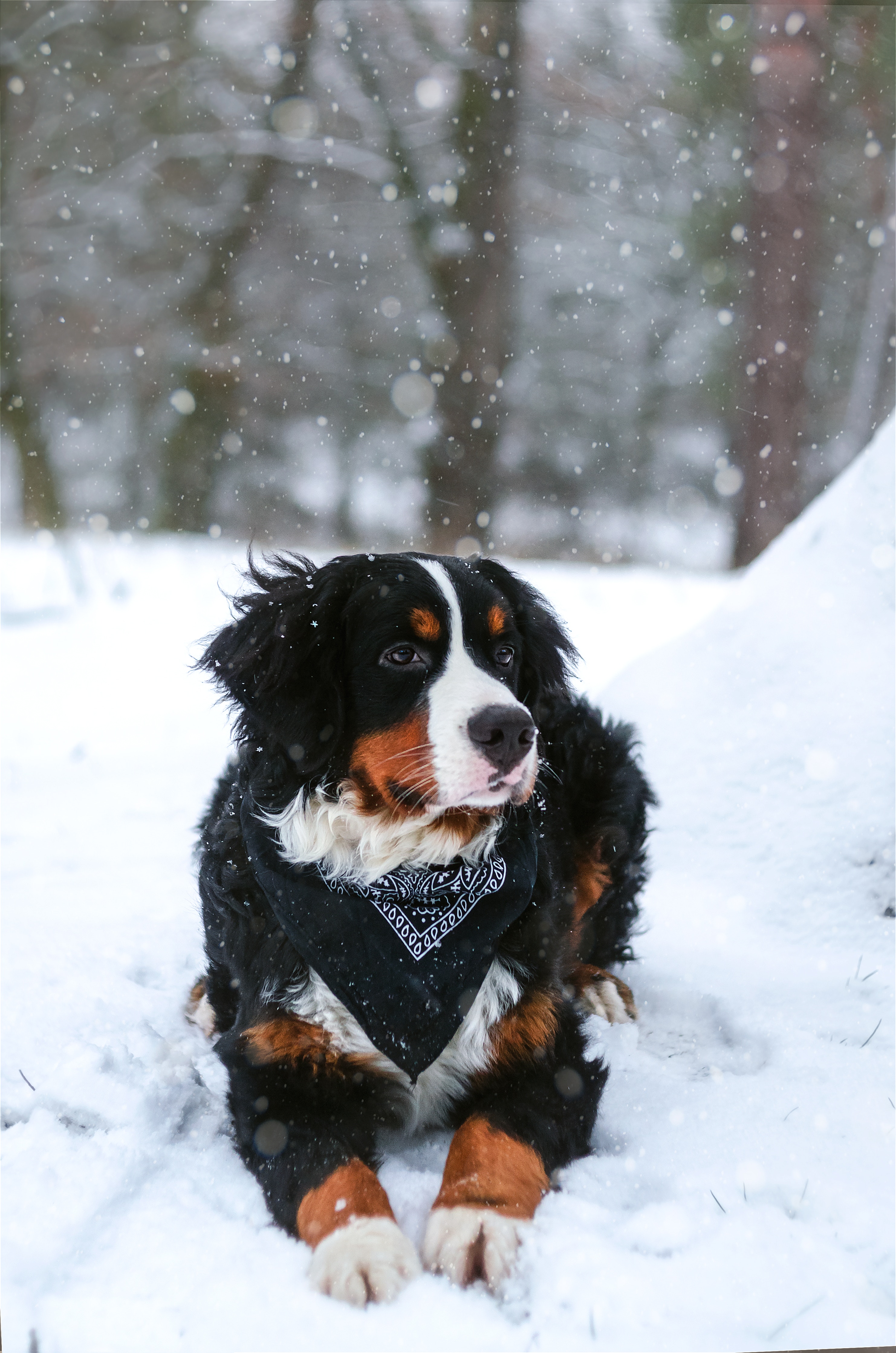 animals, snow, dog, bernese mountain dog, berne zennenhund, snowfall for android