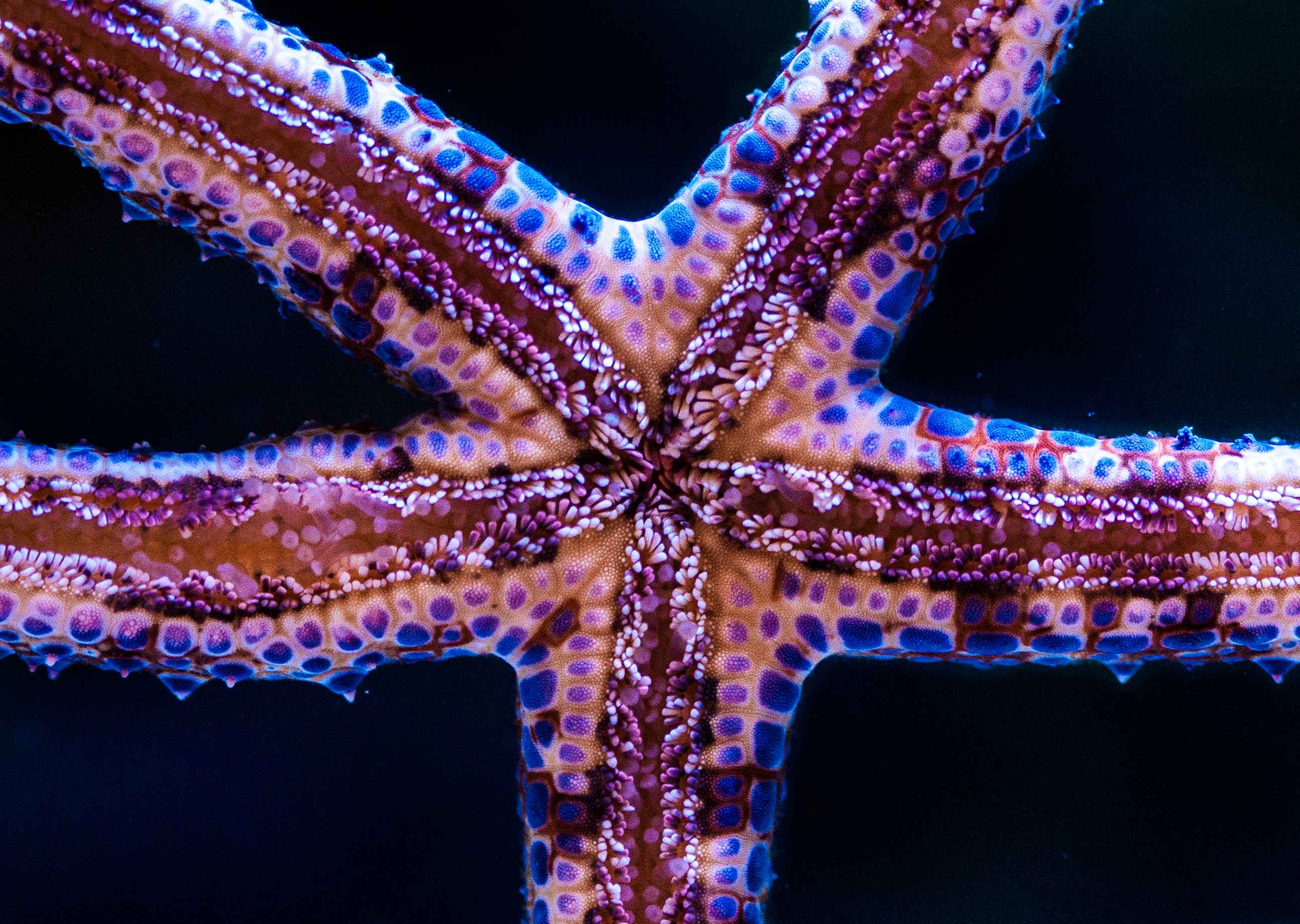 110409 Bild herunterladen unterwasserwelt, tiere, tentakel, die tentakel, seestern - Hintergrundbilder und Bildschirmschoner kostenlos