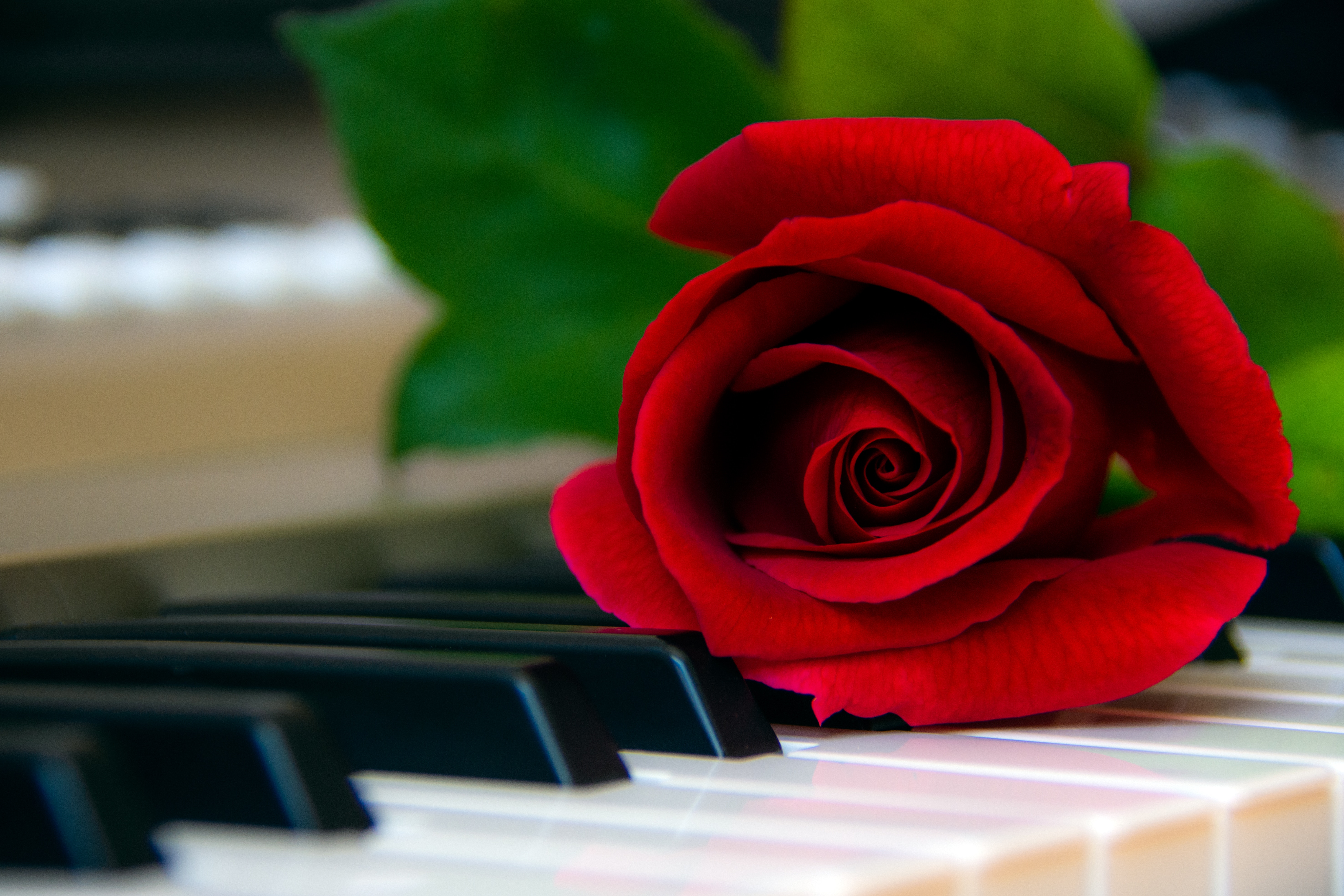 piano, flowers, red, flower, rose flower, rose, keys HD wallpaper