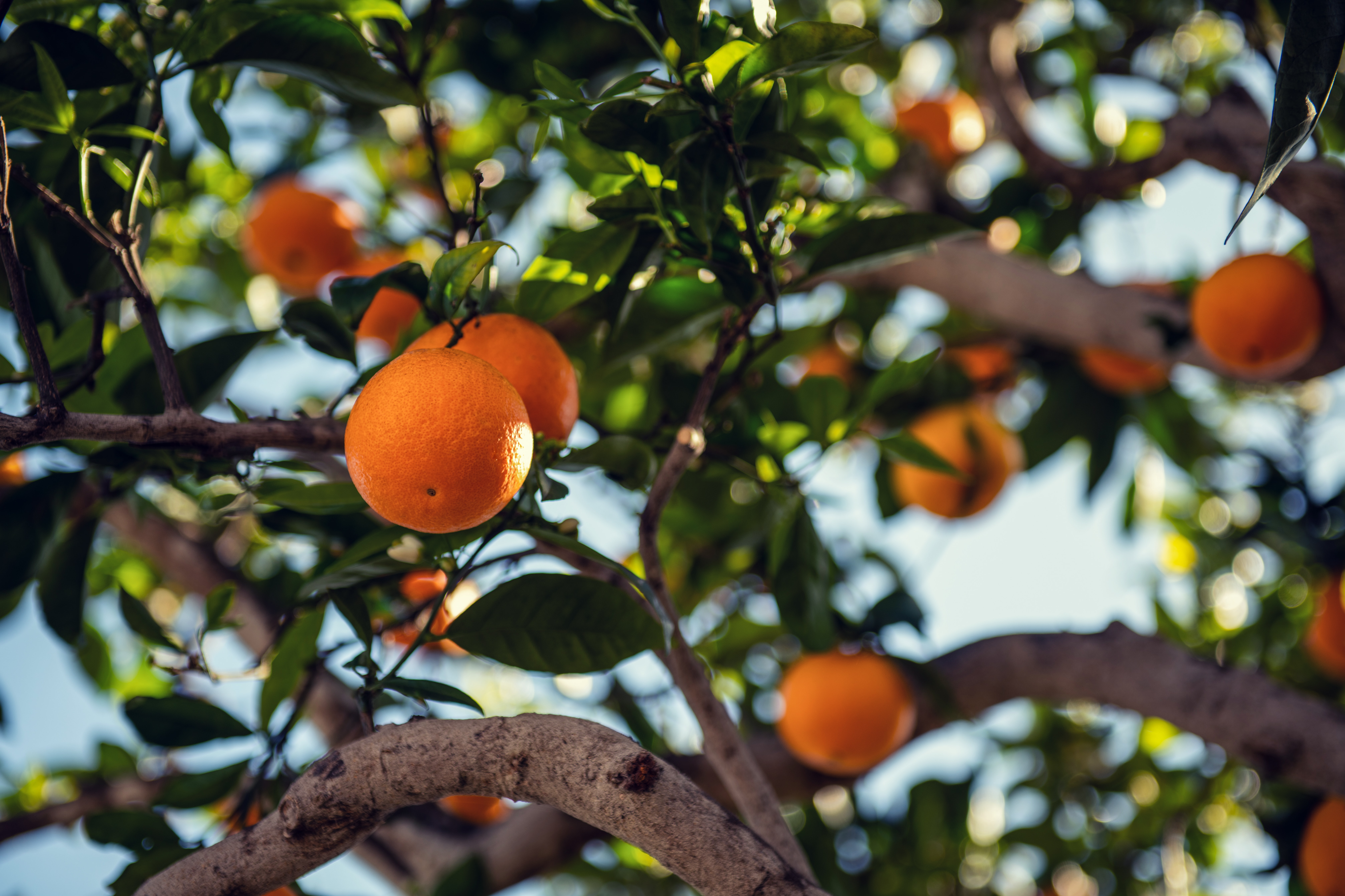 129462 Screensavers and Wallpapers Fruit for phone. Download food, orange, wood, tree, branch, fruit pictures for free