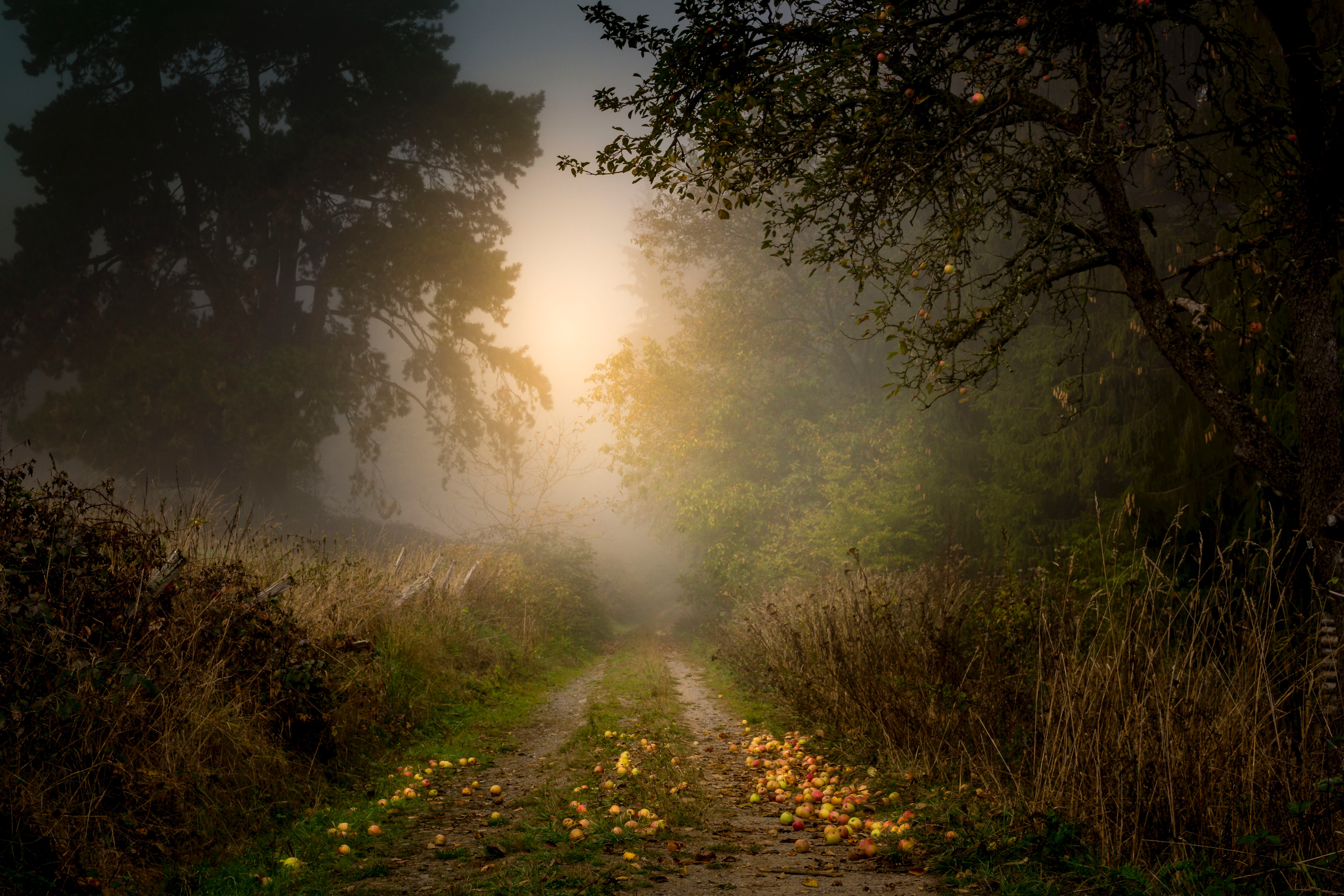 nature, trees, apples, road, forest, fog