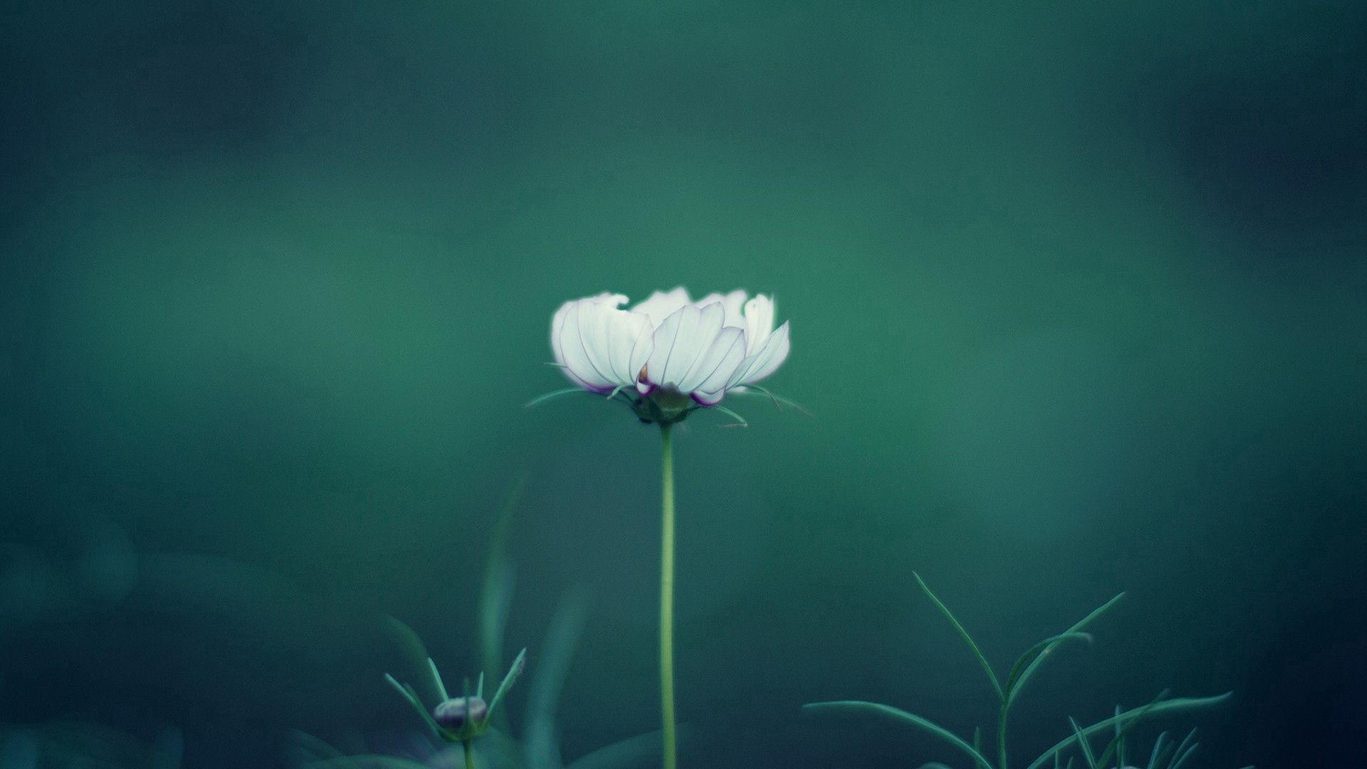Mobile HD Wallpaper Stem flower, background, grass, macro