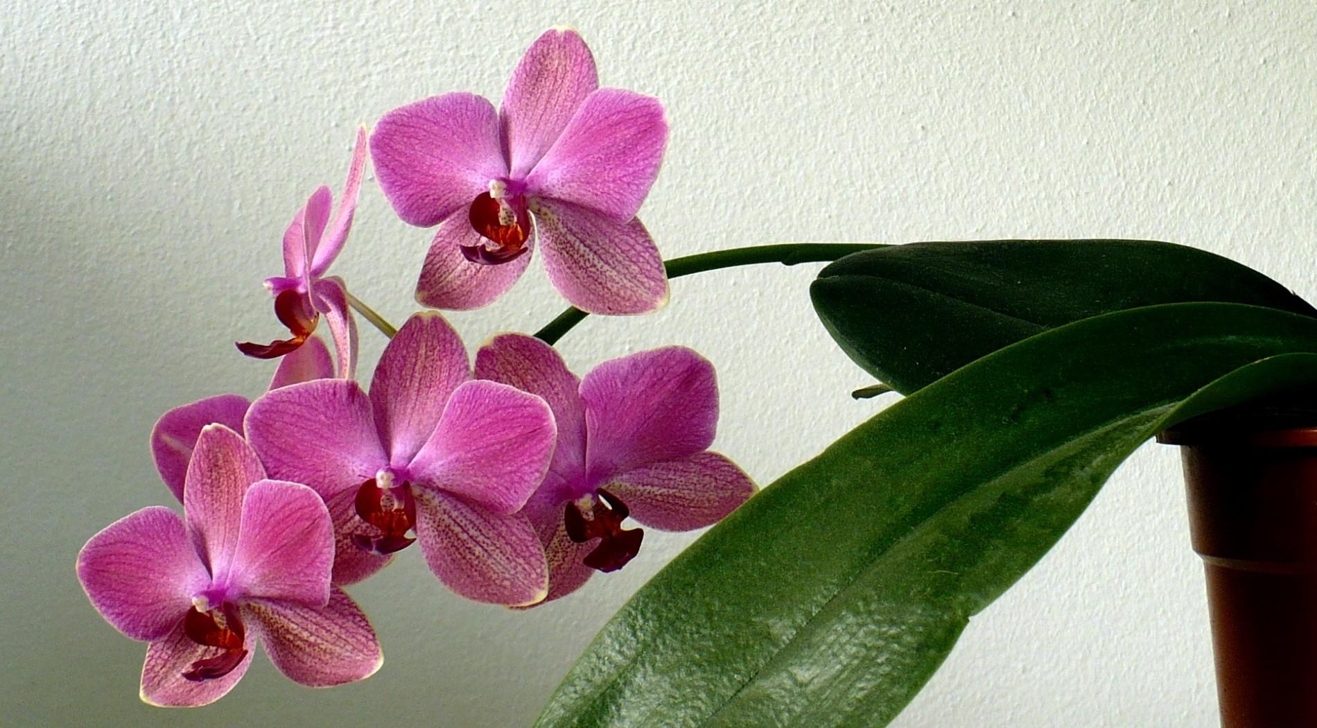 126670 Bildschirmschoner und Hintergrundbilder Orchidee auf Ihrem Telefon. Laden Sie stengel, blume, orchid, topf Bilder kostenlos herunter