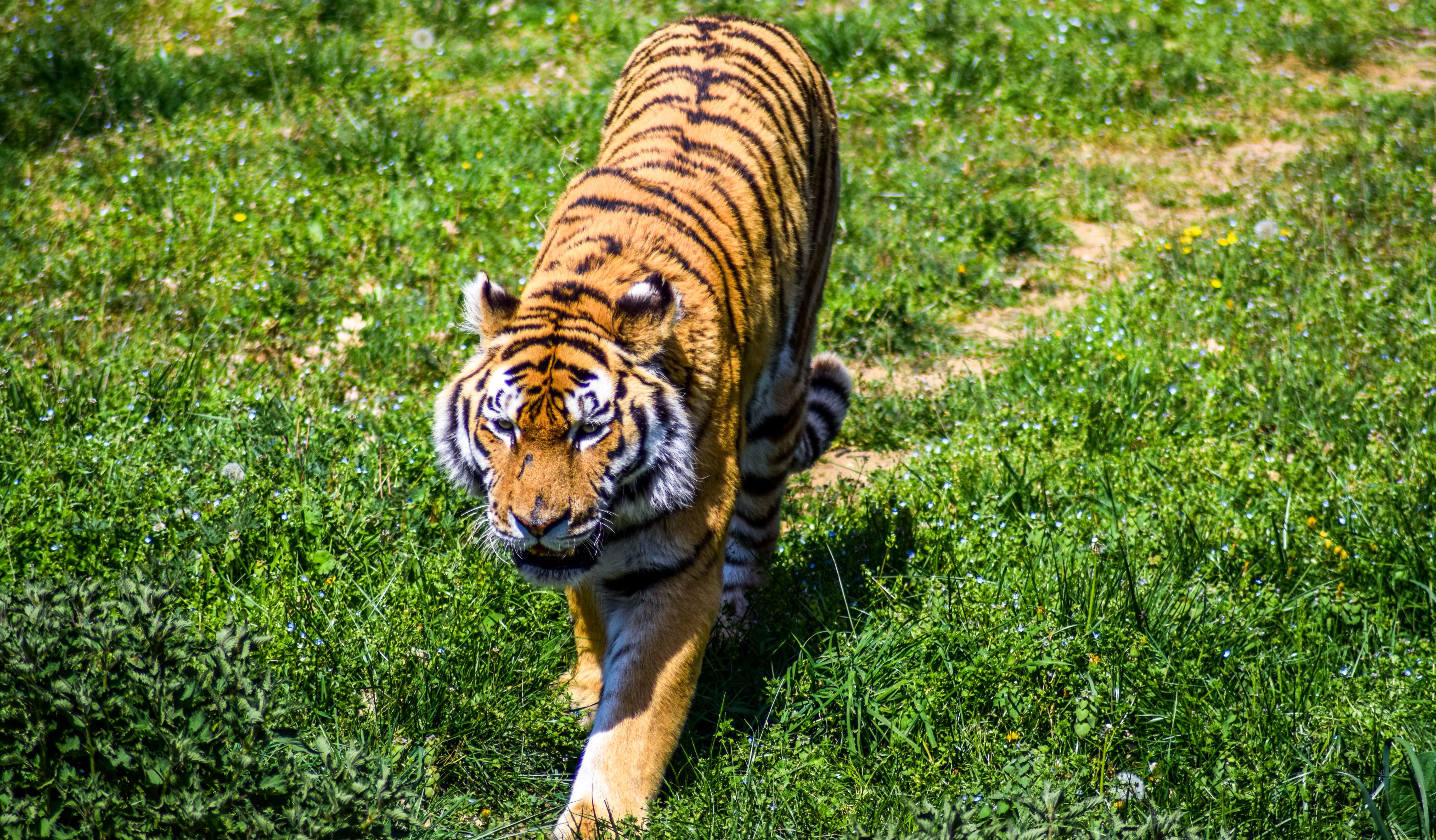 tiger, predator, grass, animals Big Cat HQ Background Images