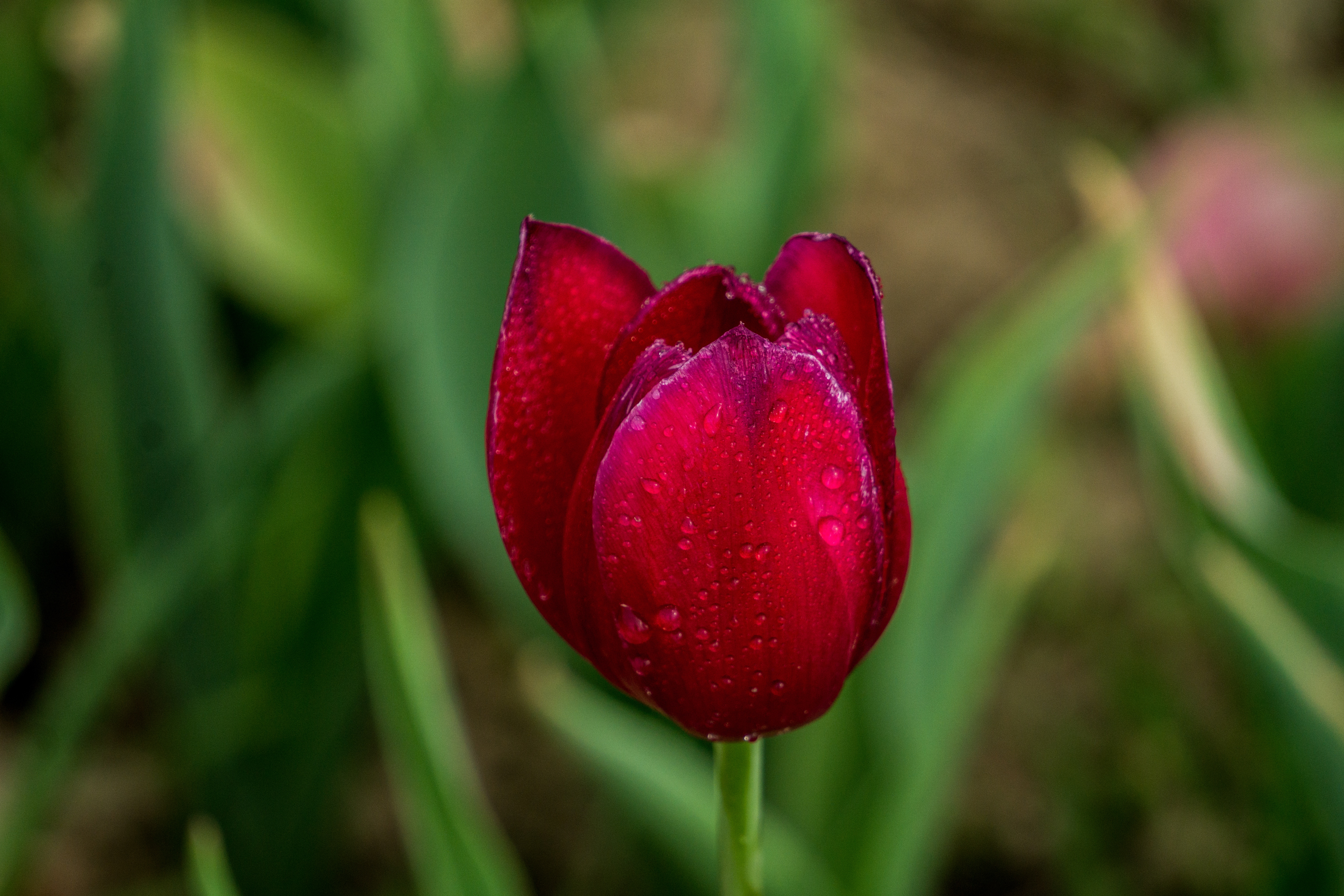58041 Bildschirmschoner und Hintergrundbilder Tulpe auf Ihrem Telefon. Laden Sie blumen, drops, rot, knospe, bud, tulpe, tulip Bilder kostenlos herunter