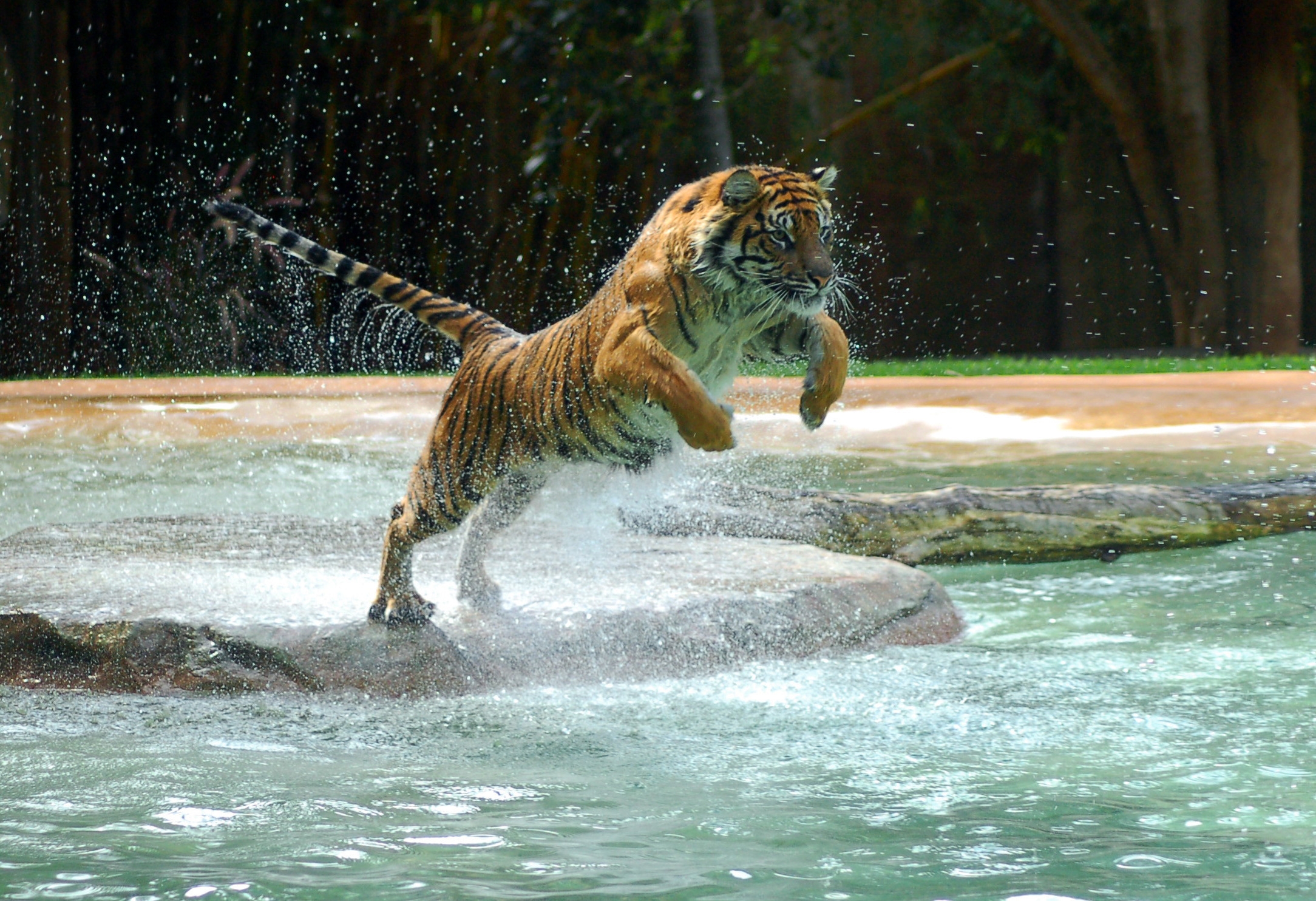 tiger, animals, water, predator, bounce, jump
