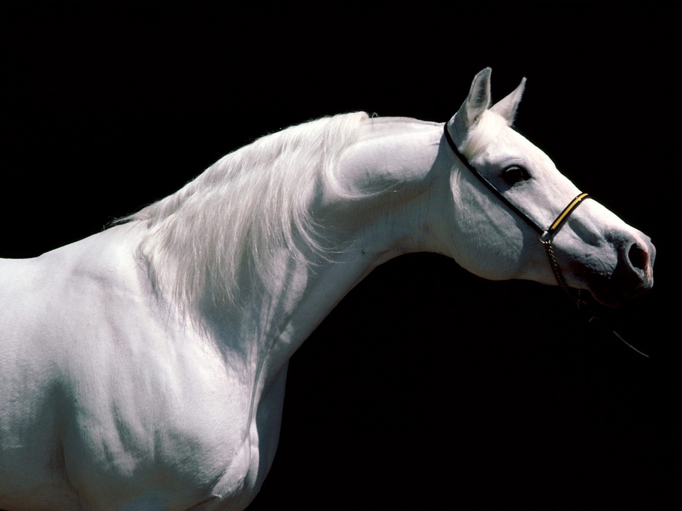 49819 Bild herunterladen pferde, tiere, schwarz - Hintergrundbilder und Bildschirmschoner kostenlos