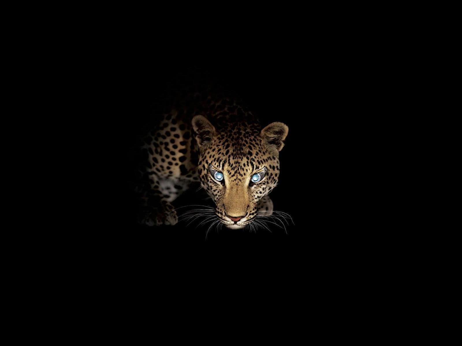 19648 Bild herunterladen tiere, leopards, schwarz - Hintergrundbilder und Bildschirmschoner kostenlos