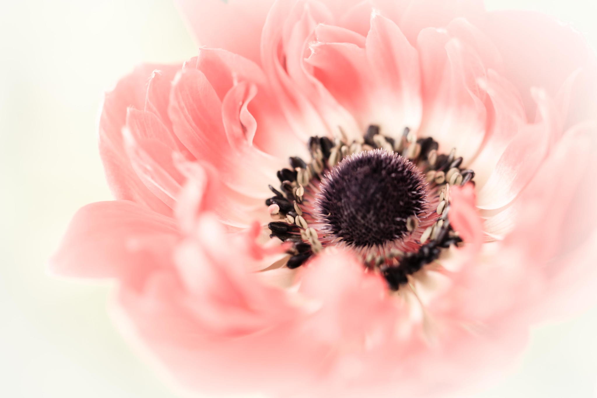 Laden Sie das Mohn, Blume, Makro, Blütenblätter, Knospe, Bud-Bild kostenlos auf Ihren PC-Desktop herunter