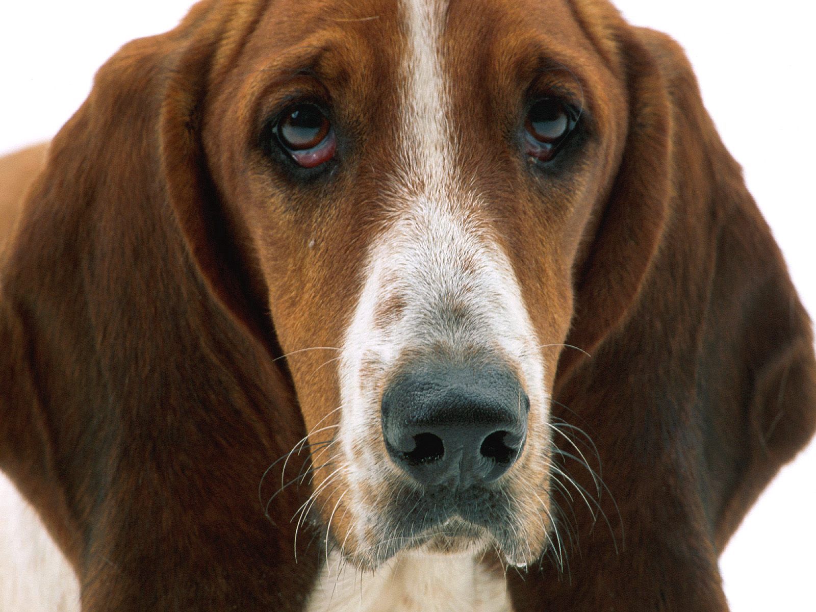 Laden Sie das Tiere, Hund, Schnauze, Traurigkeit, Ohren, Trauer-Bild kostenlos auf Ihren PC-Desktop herunter