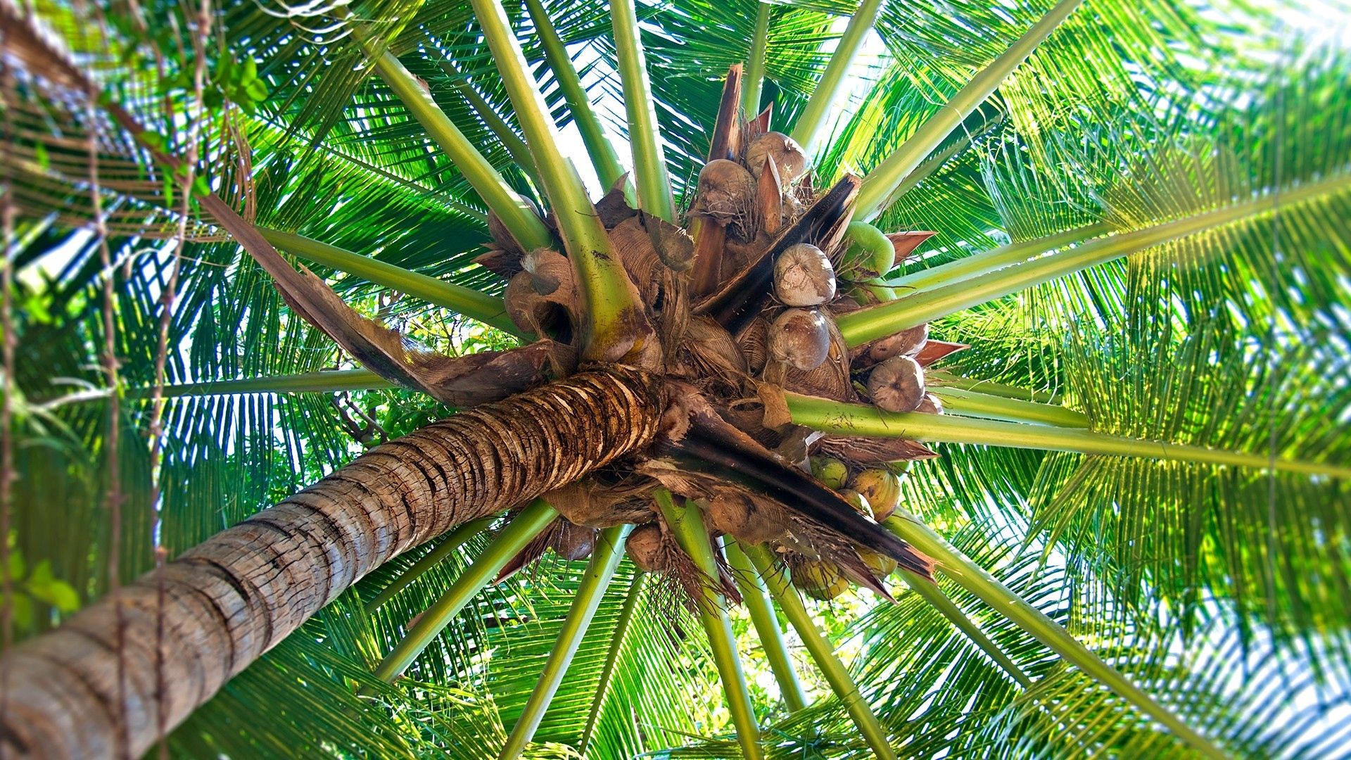 Die besten Coconuts-Hintergründe für den Telefonbildschirm