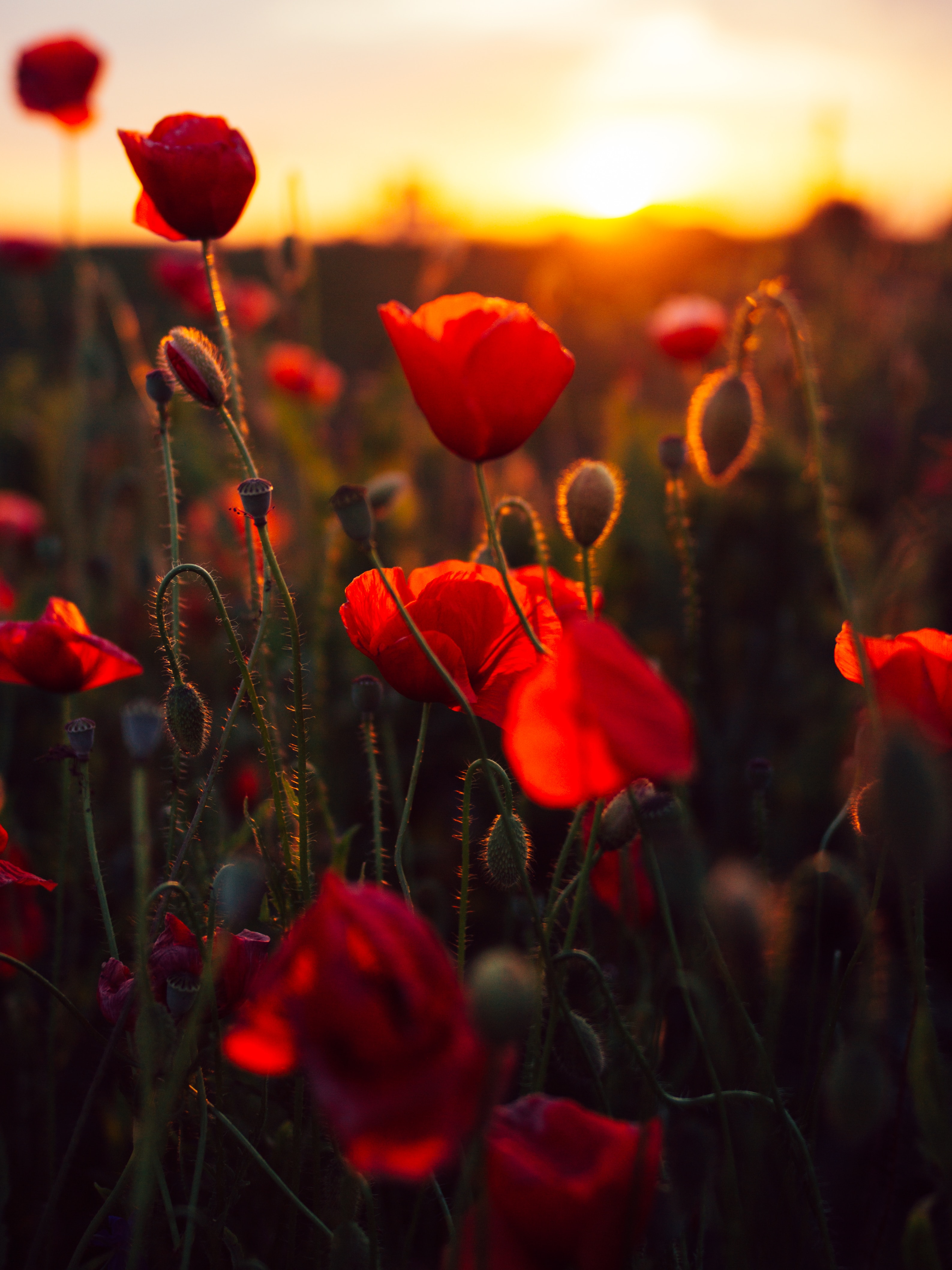 poppies, flowers, sunset, red, field