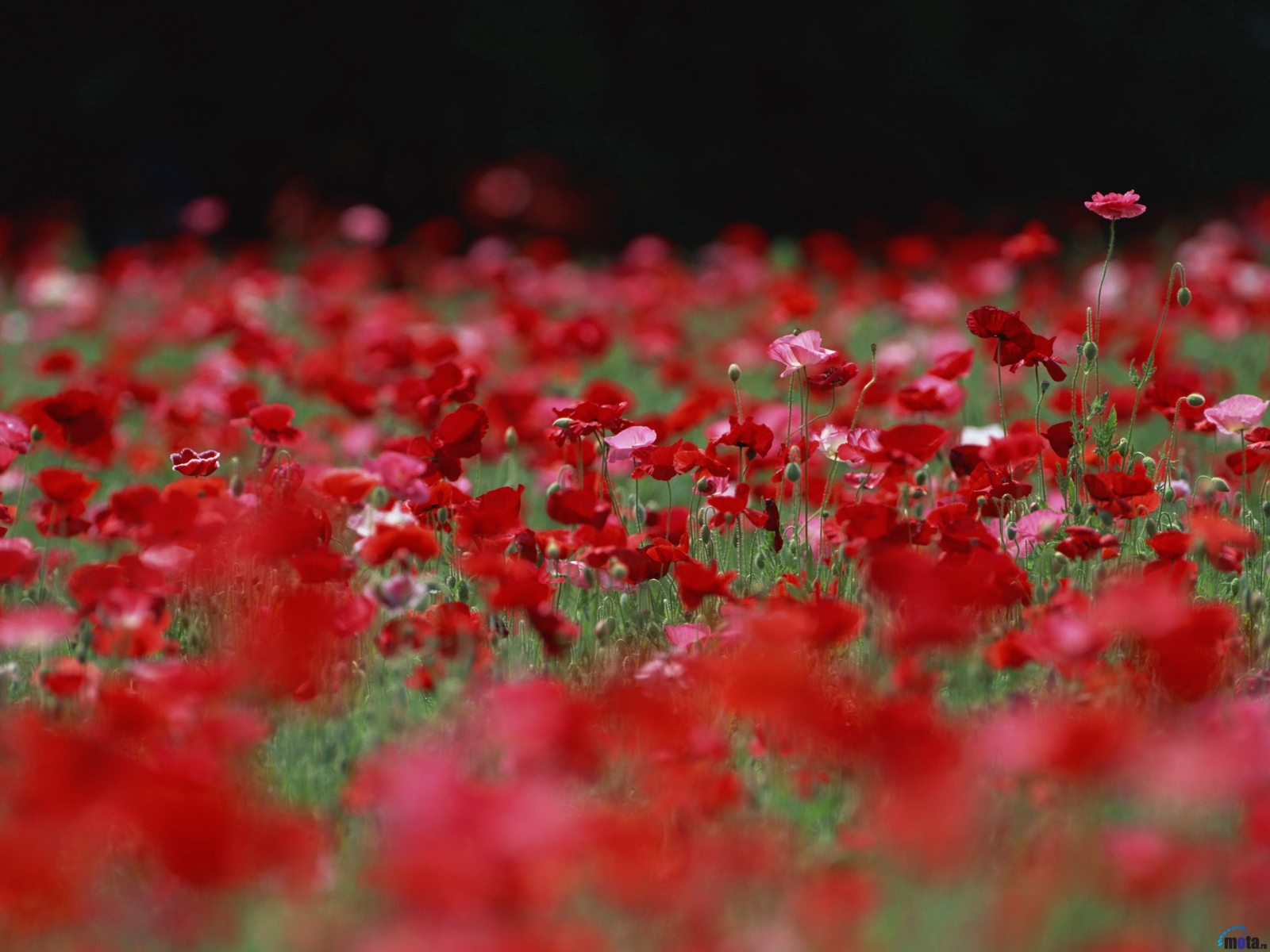 flowers, plants, poppies, red
