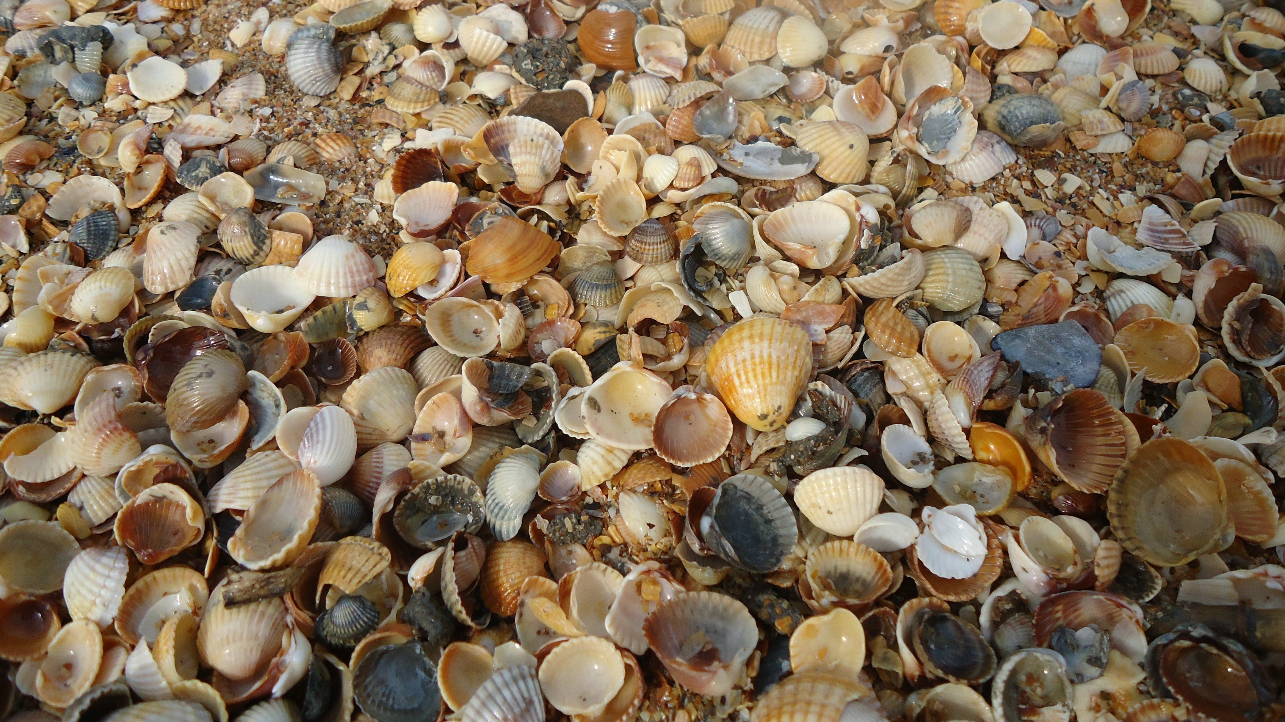 HD wallpaper background, shells