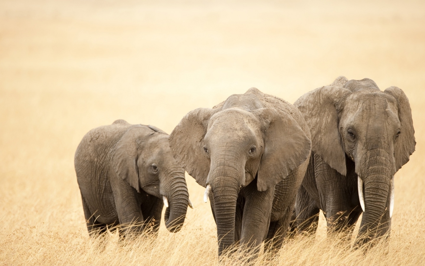 46760 Bild herunterladen tiere, elephants, gelb - Hintergrundbilder und Bildschirmschoner kostenlos