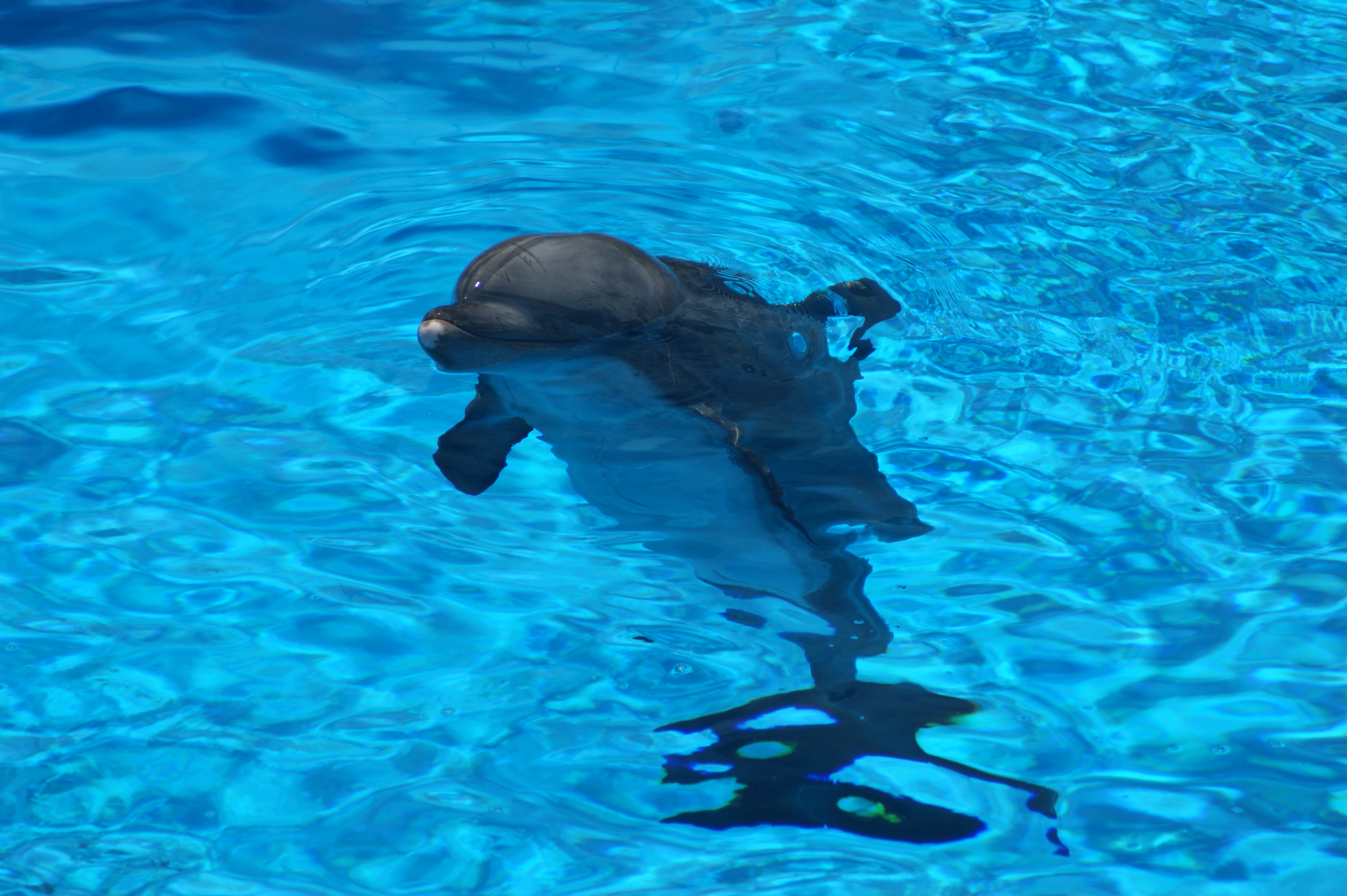 Free Images dolphin, animals, ripples, water Ripple