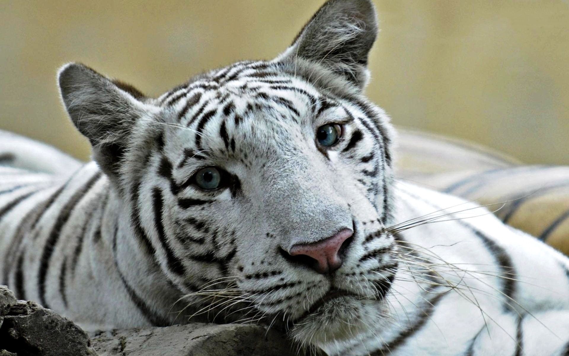 predator, tiger, animals, big cat Hd 1080p Mobile
