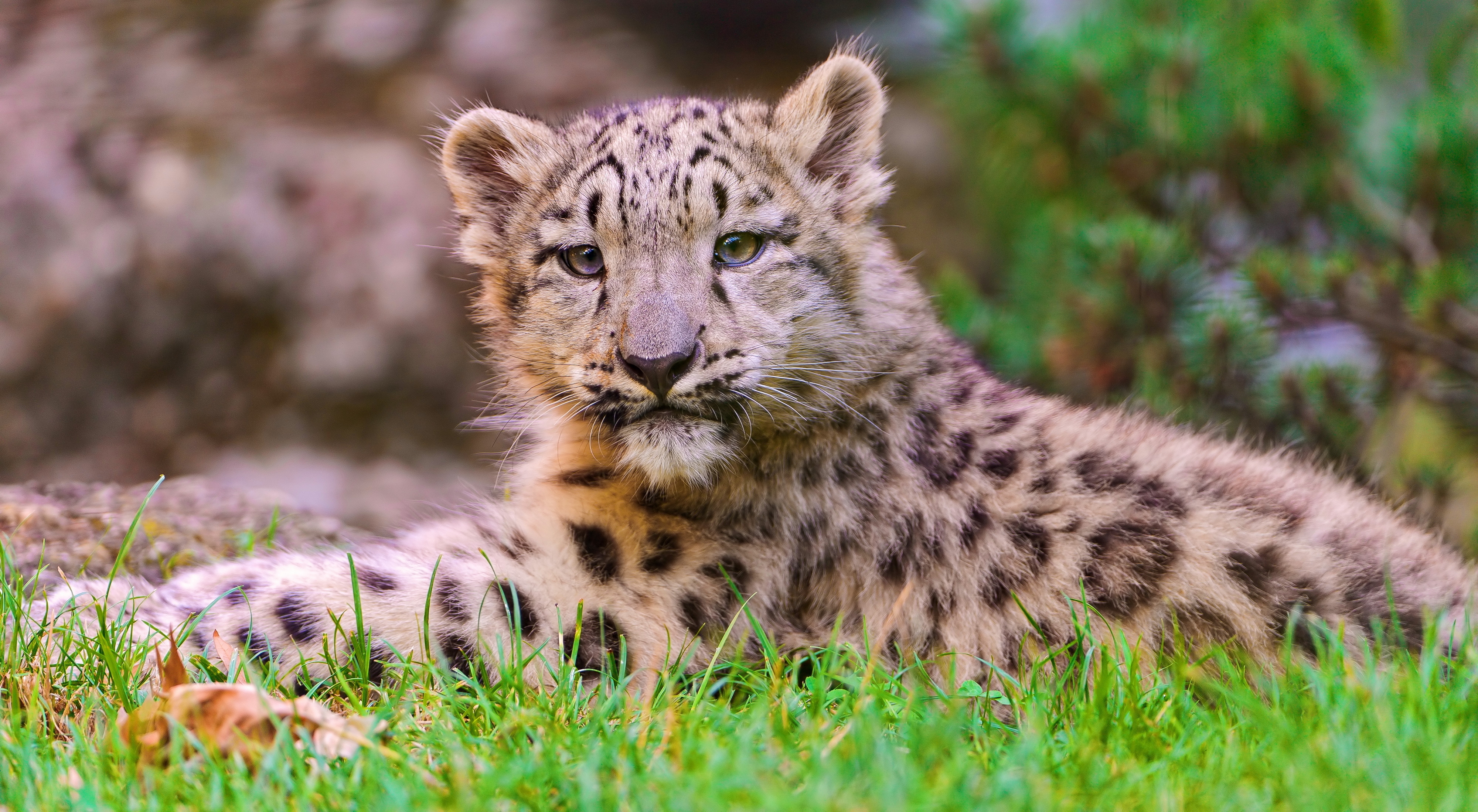 59152 Bild herunterladen schneeleopard, tiere, grass, junge, sich hinlegen, liegen, joey - Hintergrundbilder und Bildschirmschoner kostenlos