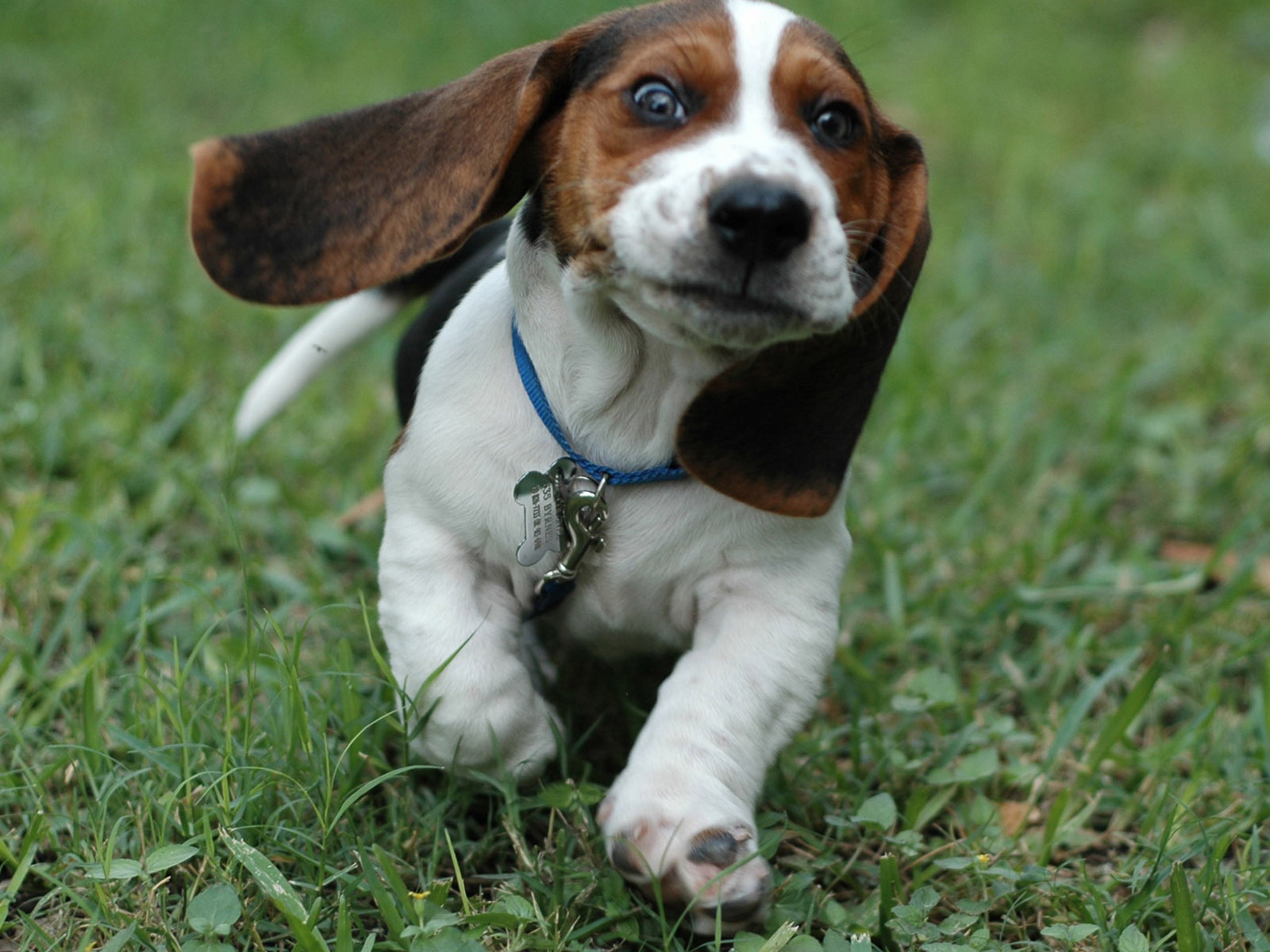 QHD wallpaper face, animal, beagle, dogs