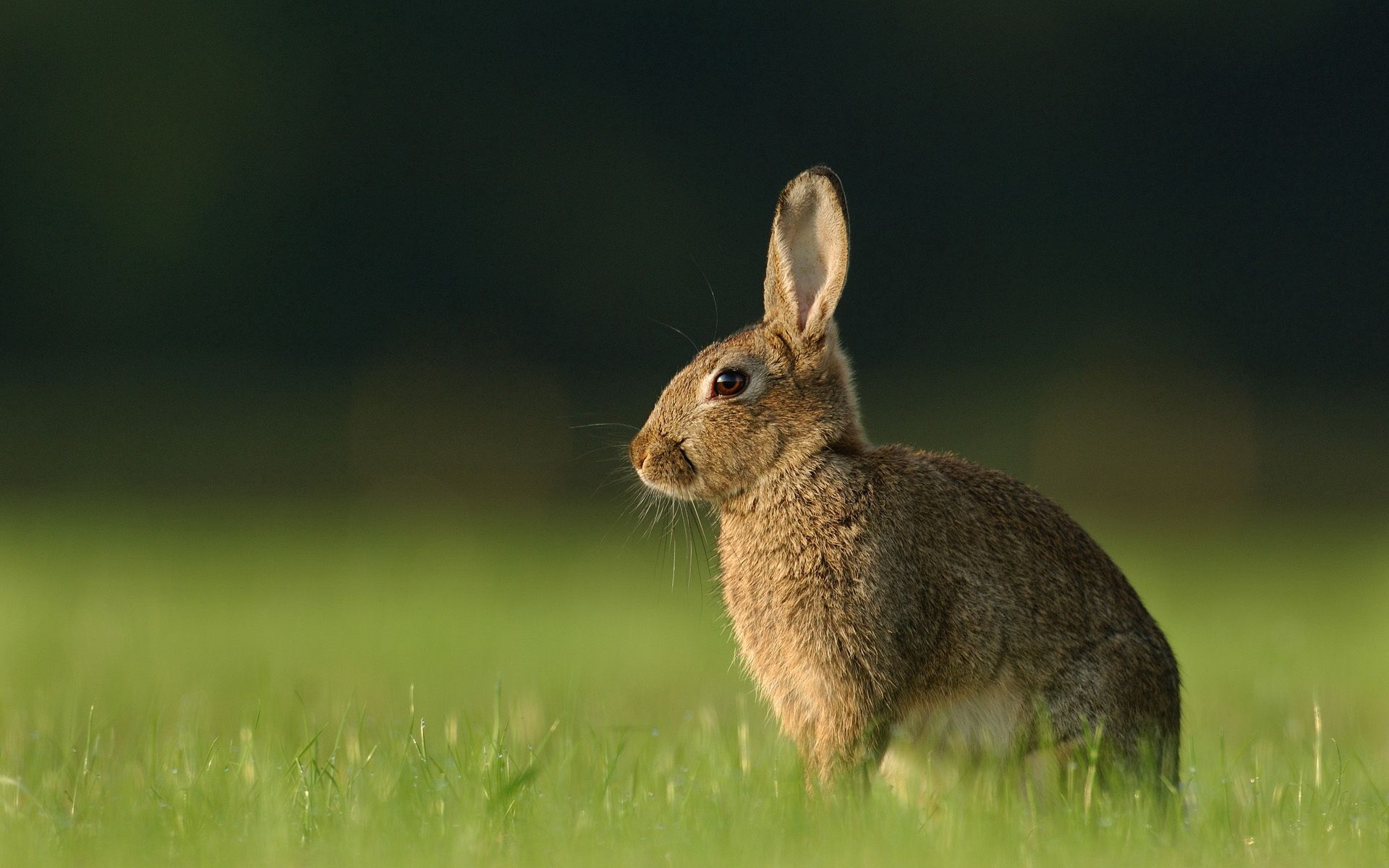 53804 Hintergrundbild herunterladen tiere, grass, kaninchen, hase, erwartung, warten - Bildschirmschoner und Bilder kostenlos