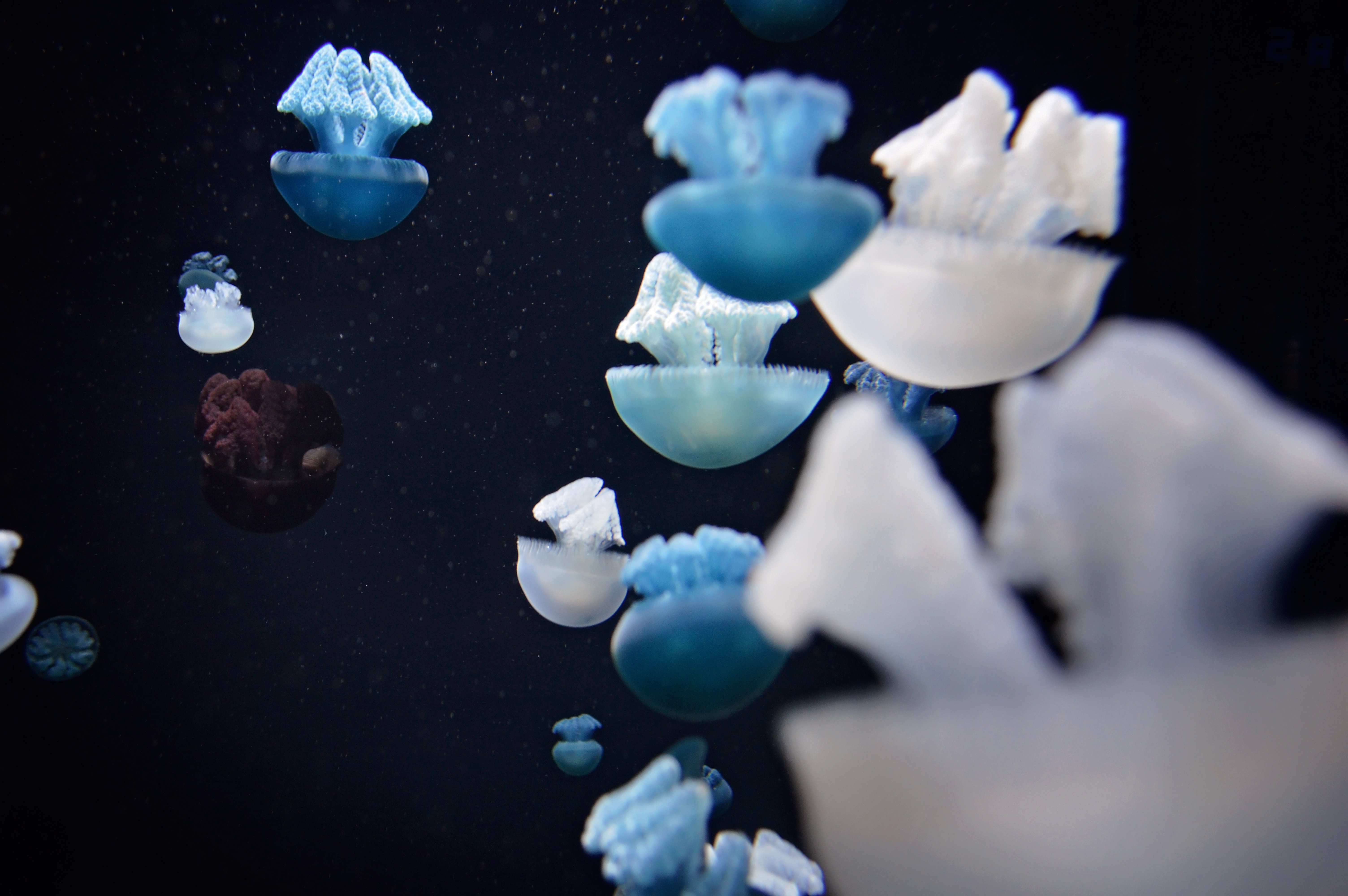 104365 Bildschirmschoner und Hintergrundbilder Tentakel auf Ihrem Telefon. Laden Sie tiere, jellyfish, makro, unterwasserwelt, tentakel, die tentakel Bilder kostenlos herunter