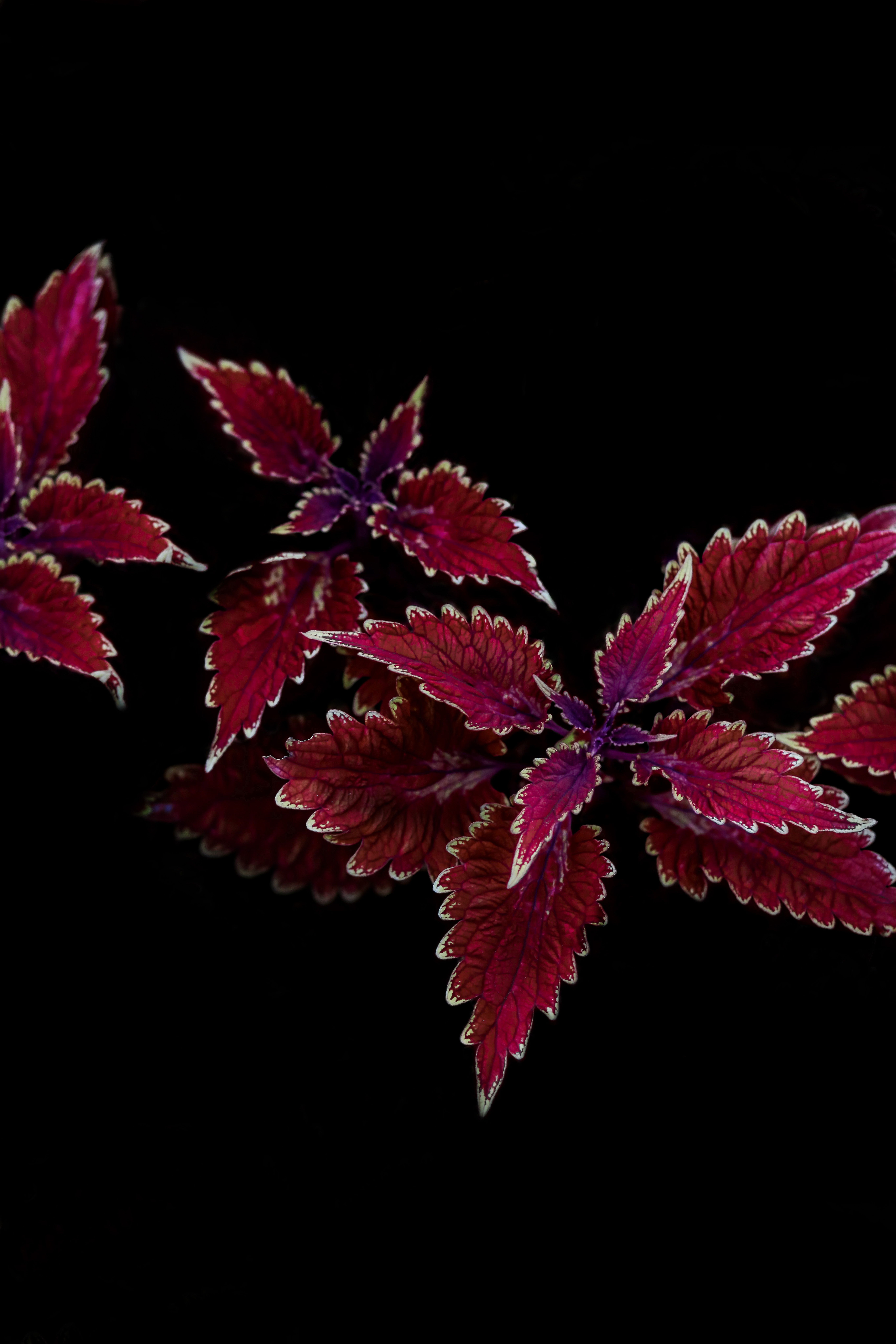 Laden Sie das Blätter, Pflanze, Makro, Geschnitzt, Kontrast-Bild kostenlos auf Ihren PC-Desktop herunter