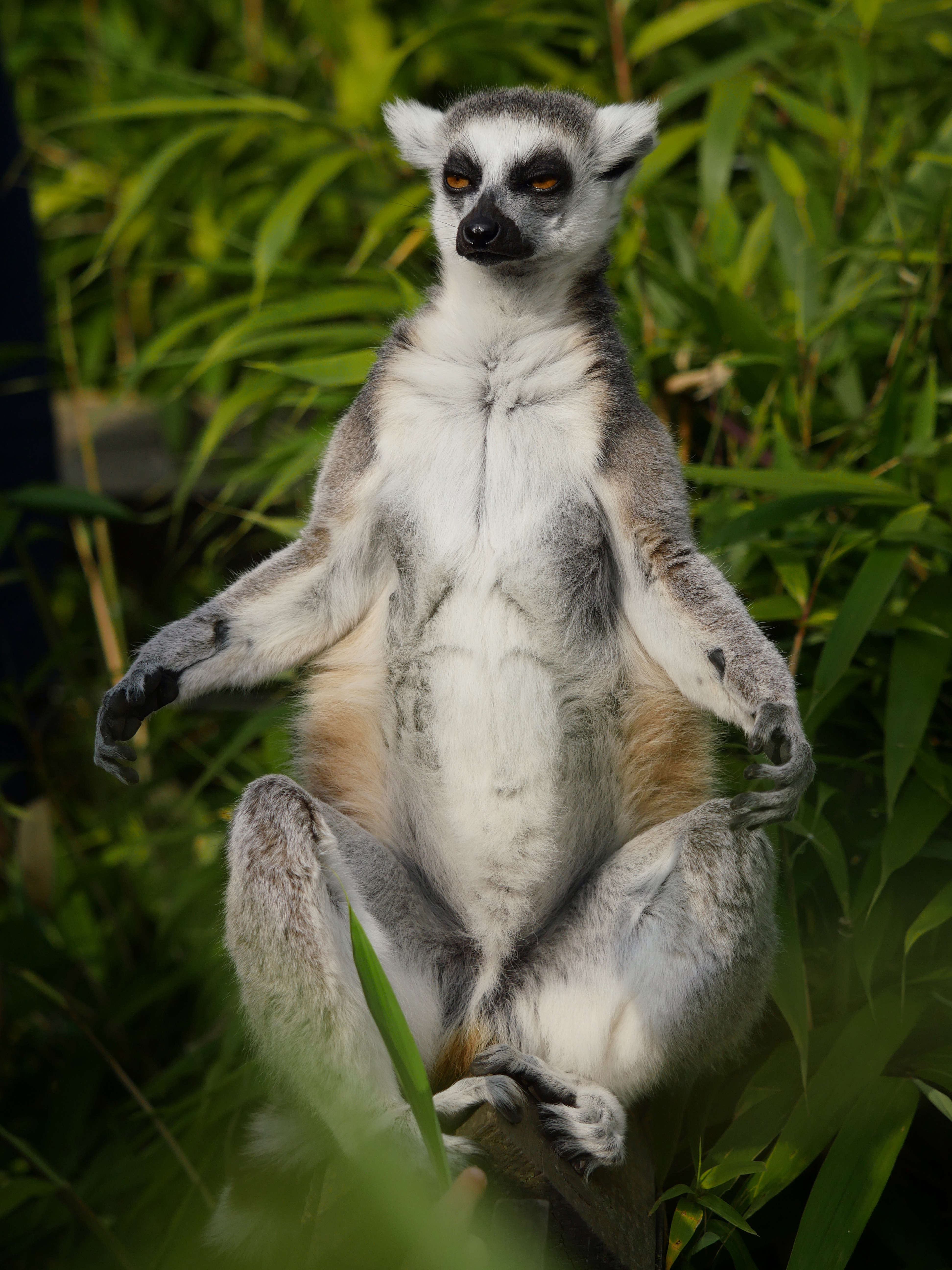 Handy-Wallpaper Tier, Tiere, Lemur, Meditation kostenlos herunterladen.