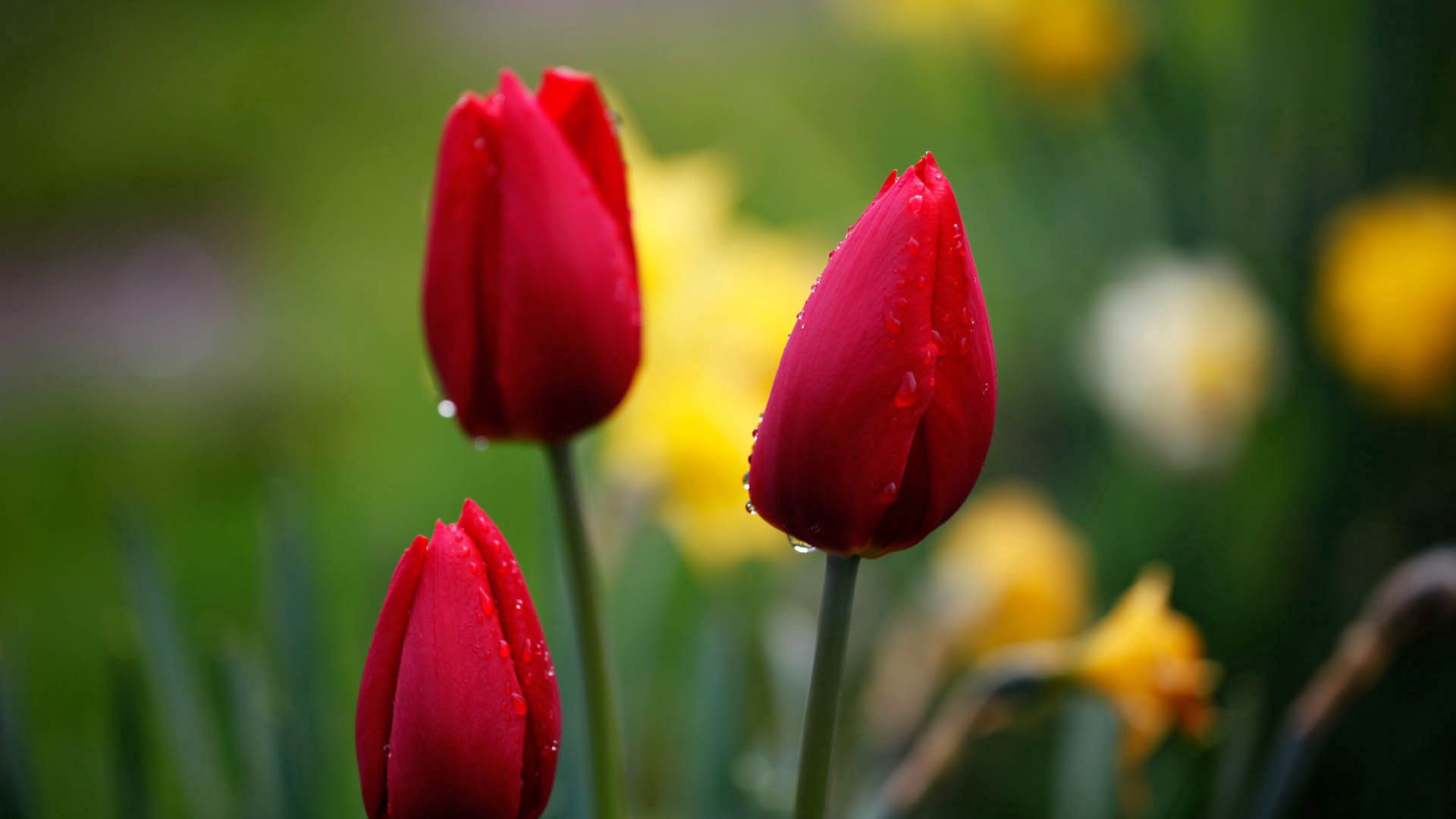 Laden Sie das Blumen, Tulpen, Drops, Knospe, Bud-Bild kostenlos auf Ihren PC-Desktop herunter