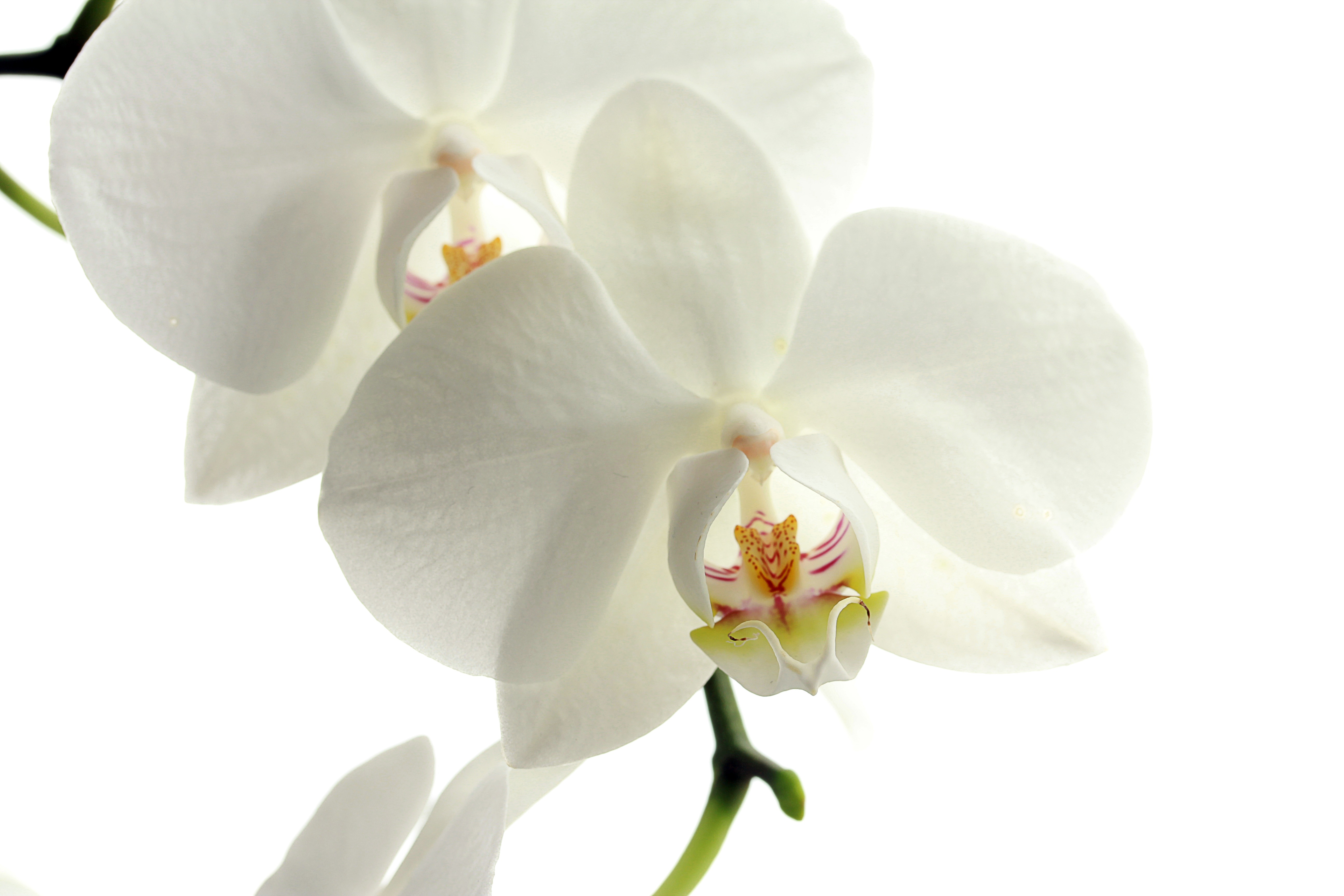 138797 Bildschirmschoner und Hintergrundbilder Orchidee auf Ihrem Telefon. Laden Sie blütenblätter, orchid, blume, blumen Bilder kostenlos herunter
