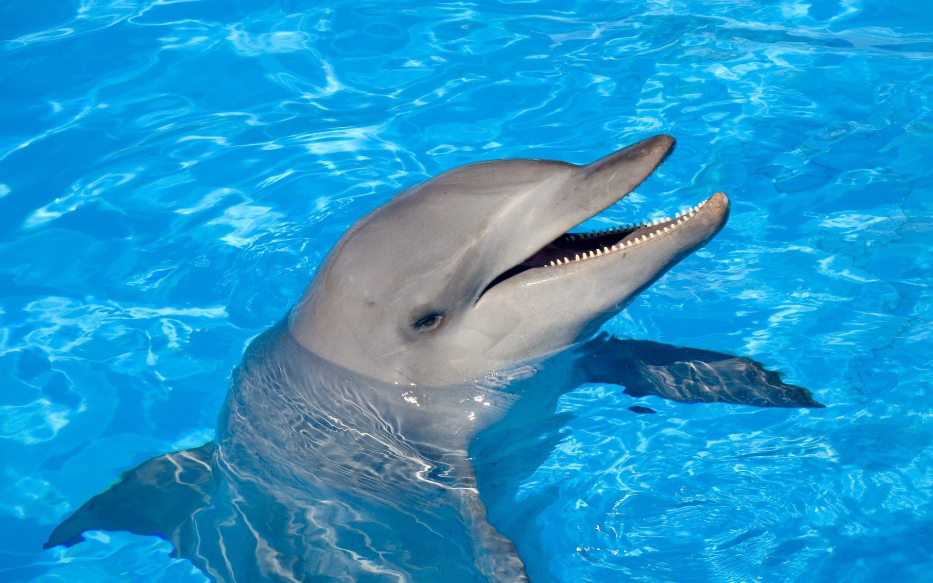 144645 Bildschirmschoner und Hintergrundbilder Delfin auf Ihrem Telefon. Laden Sie schwimmen, kopf, tiere, wasser Bilder kostenlos herunter