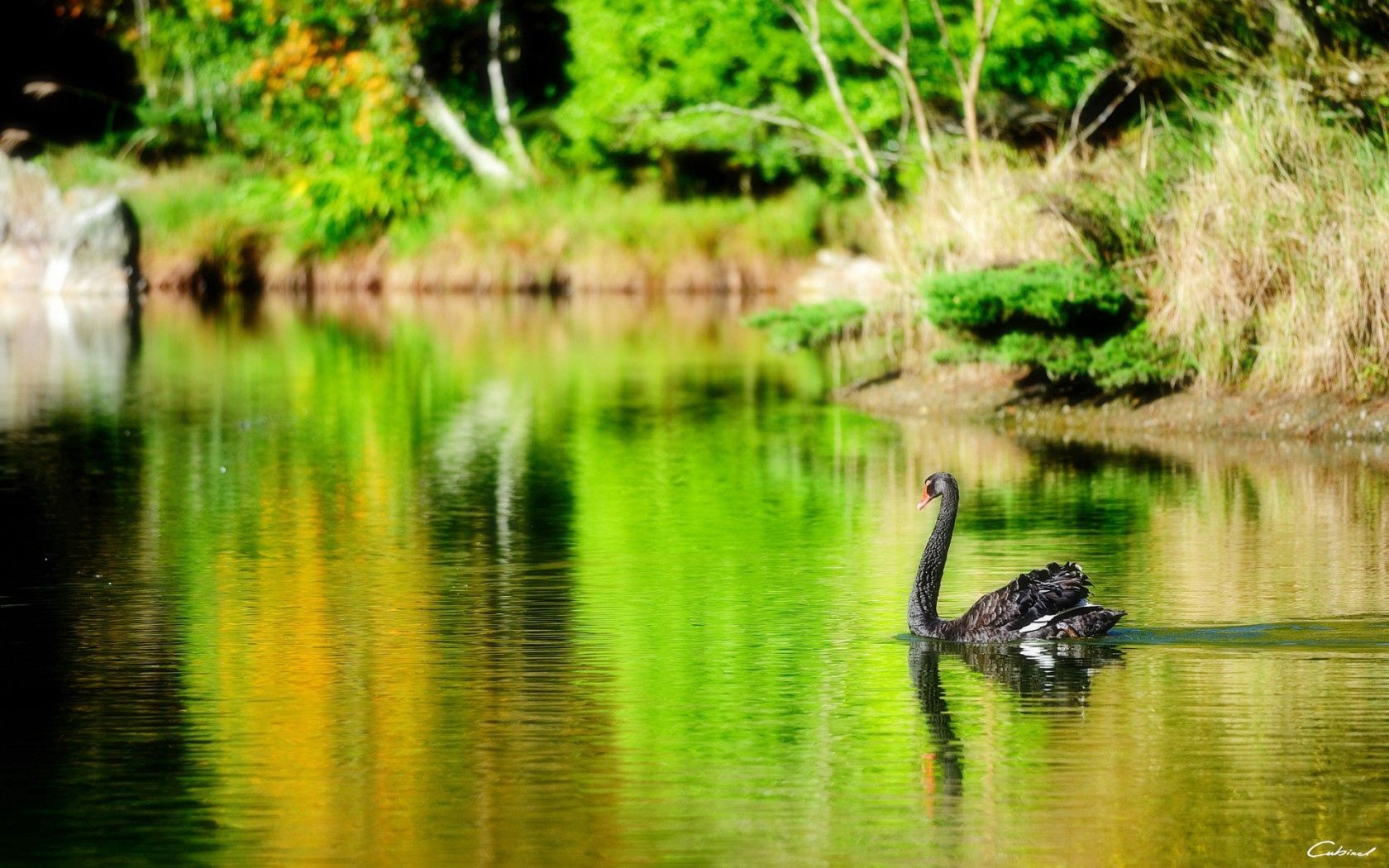Download mobile wallpaper Swan, Animals, Pond, Lake, Bird for free.