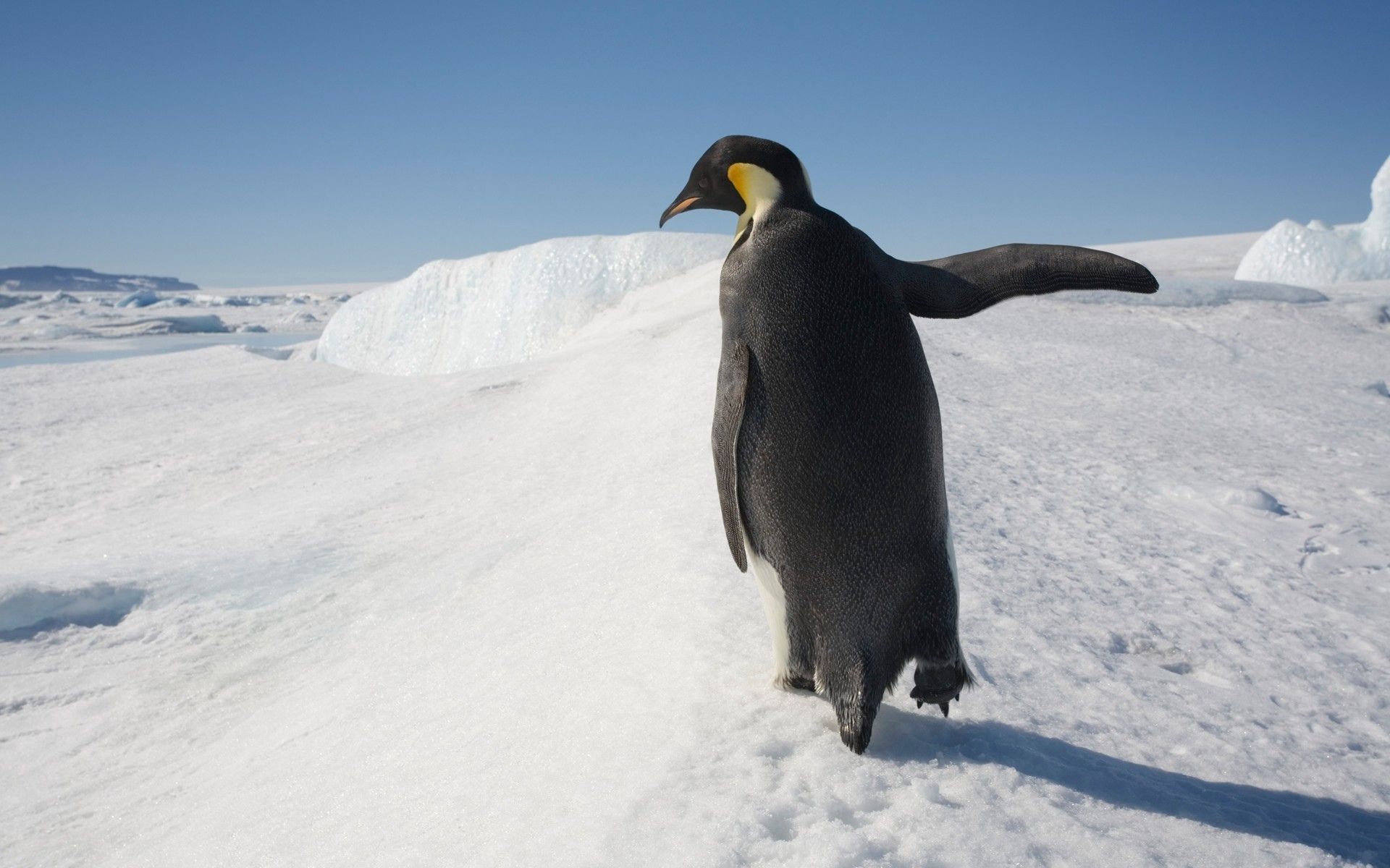 animals, snow, stroll, antarctica, penguin