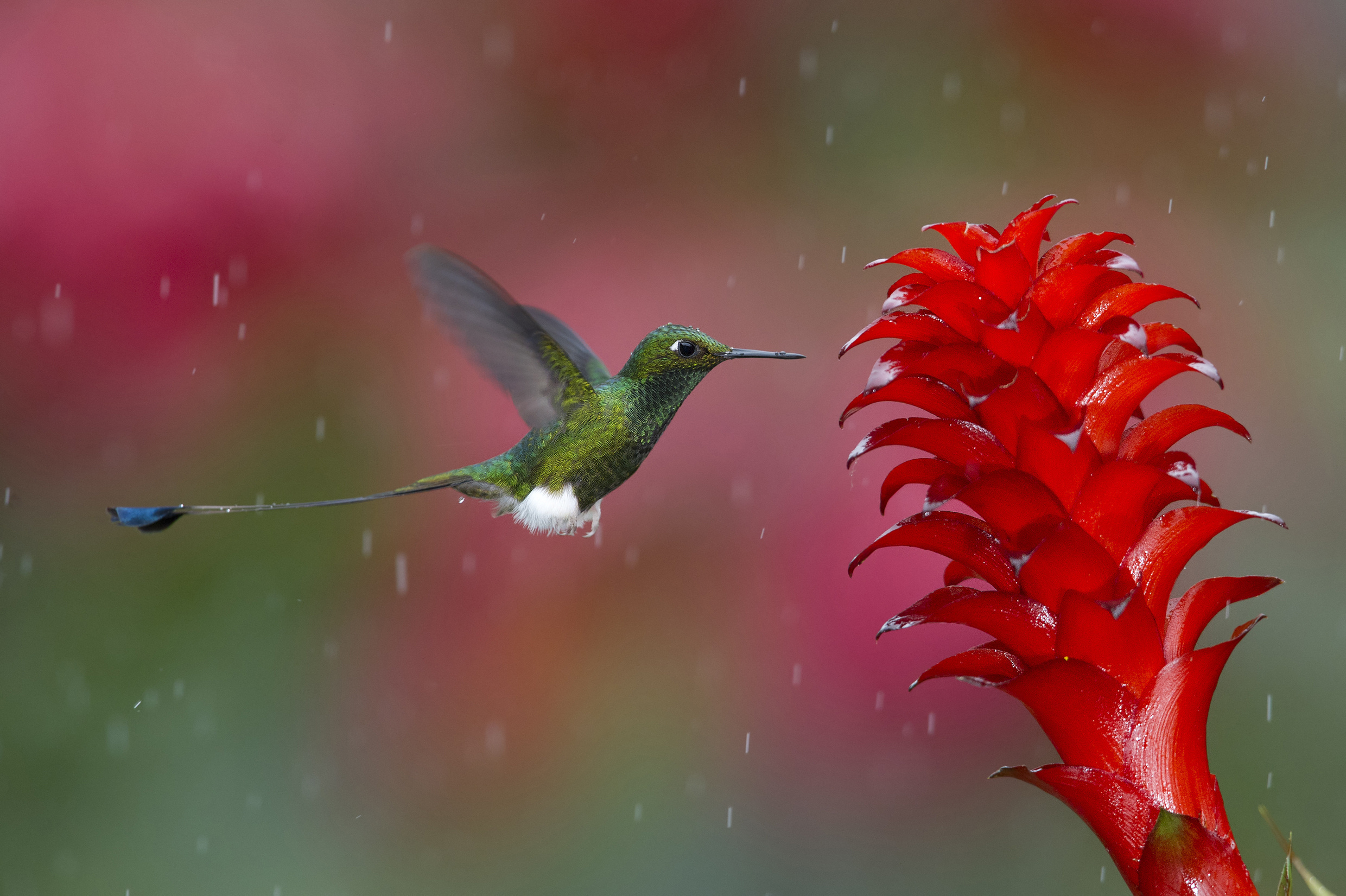 51551 Bild herunterladen tiere, kolibris, pflanze, vogel, flug - Hintergrundbilder und Bildschirmschoner kostenlos