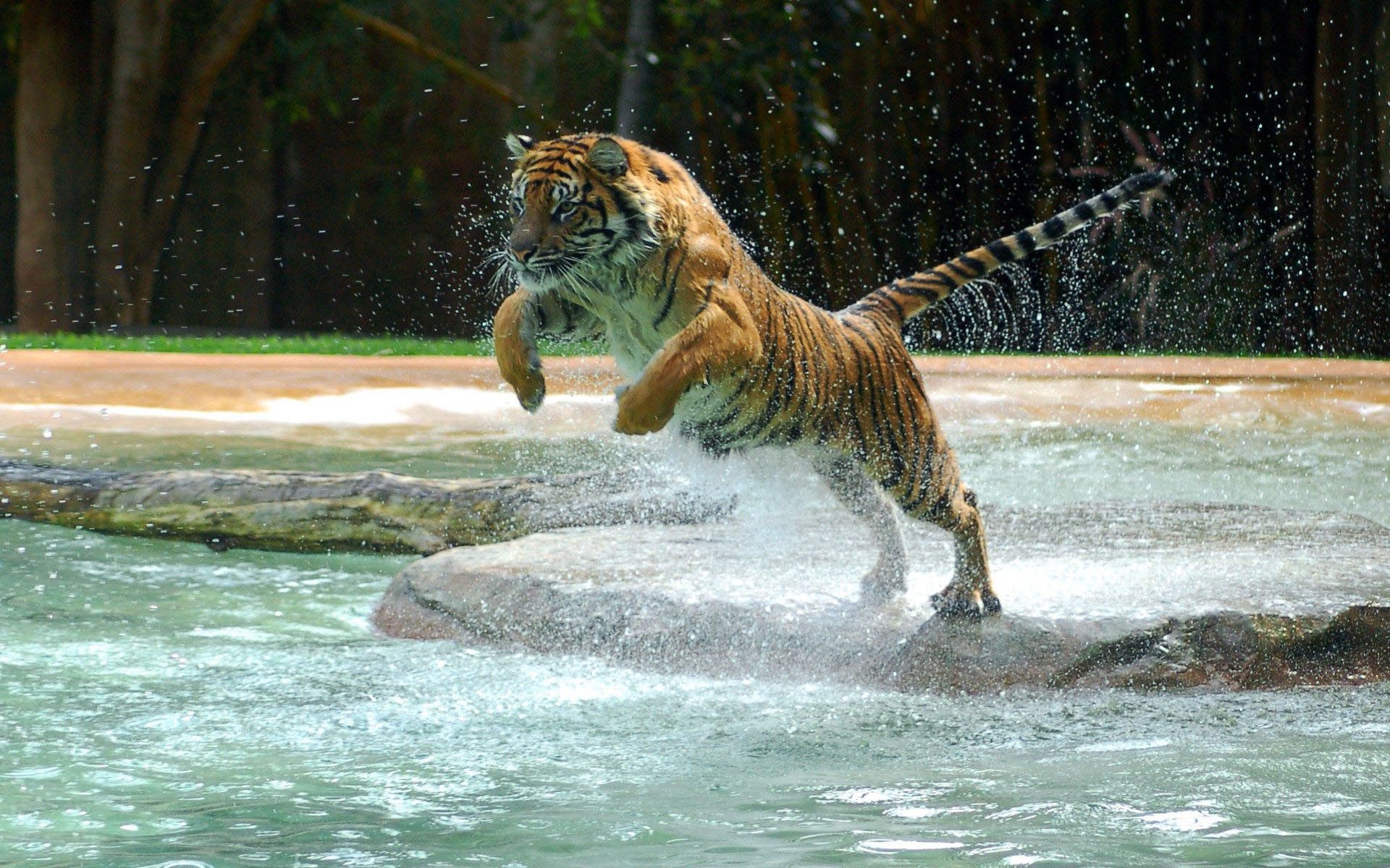 tiger, animals, water, spray, bounce, jump wallpaper for mobile