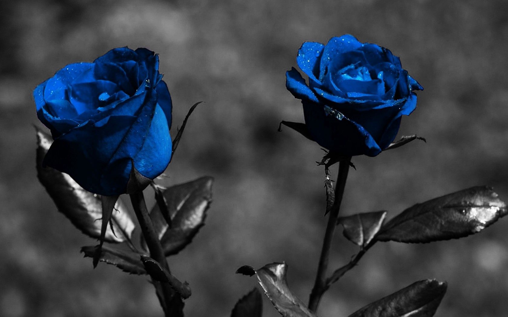 rose, flowers, leaves, blue, rose flower, creative 1080p