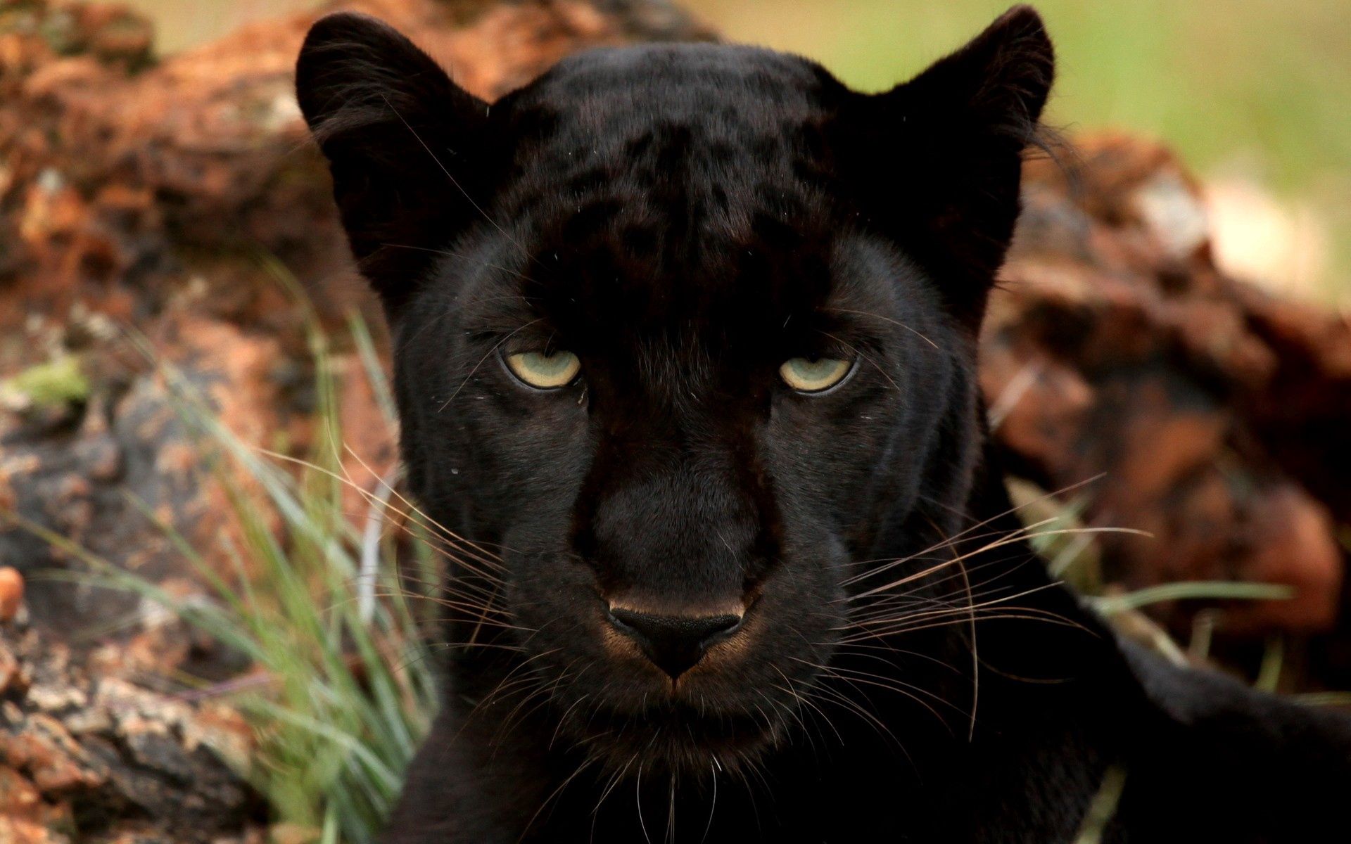 panther, animals, muzzle, predator, wild cat, wildcat 4K Ultra
