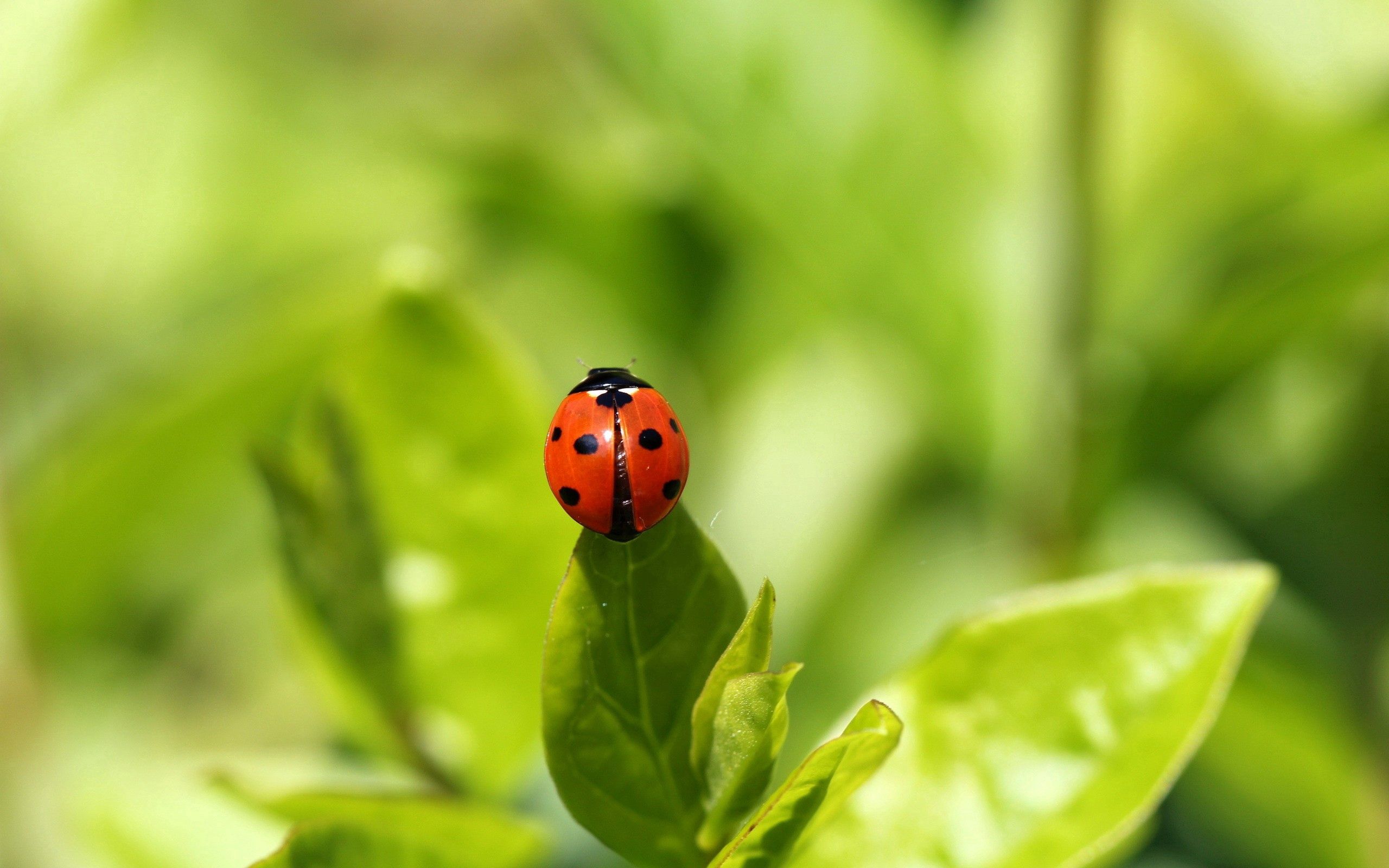 118180 Bildschirmschoner und Hintergrundbilder Ladybird auf Ihrem Telefon. Laden Sie steigen, klettern, marienkäfer, makro Bilder kostenlos herunter