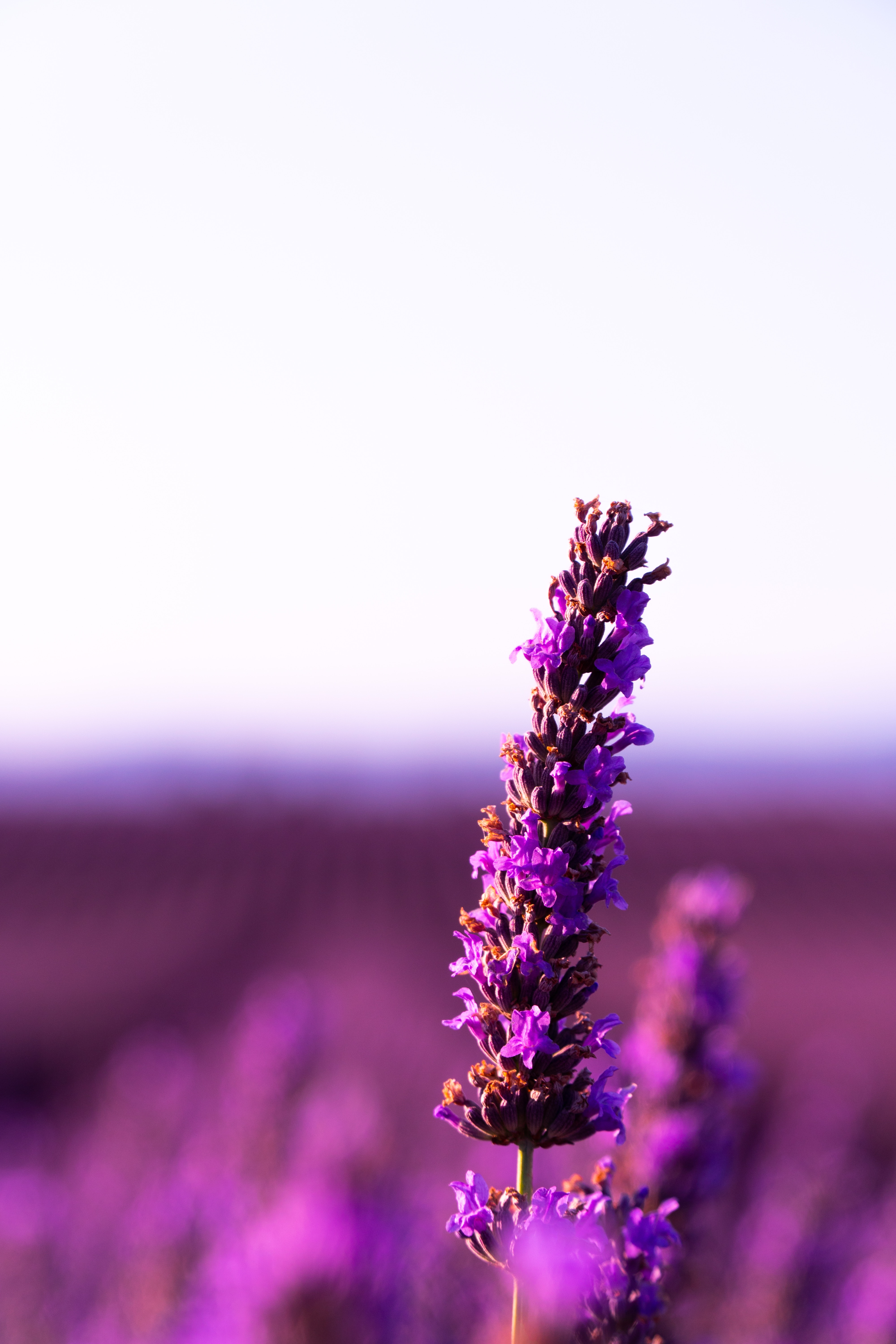 57484 Hintergrundbilder und Lavendel Bilder auf dem Desktop. Laden Sie lila, blütenstand, violett, unschärfe Bildschirmschoner kostenlos auf den PC herunter