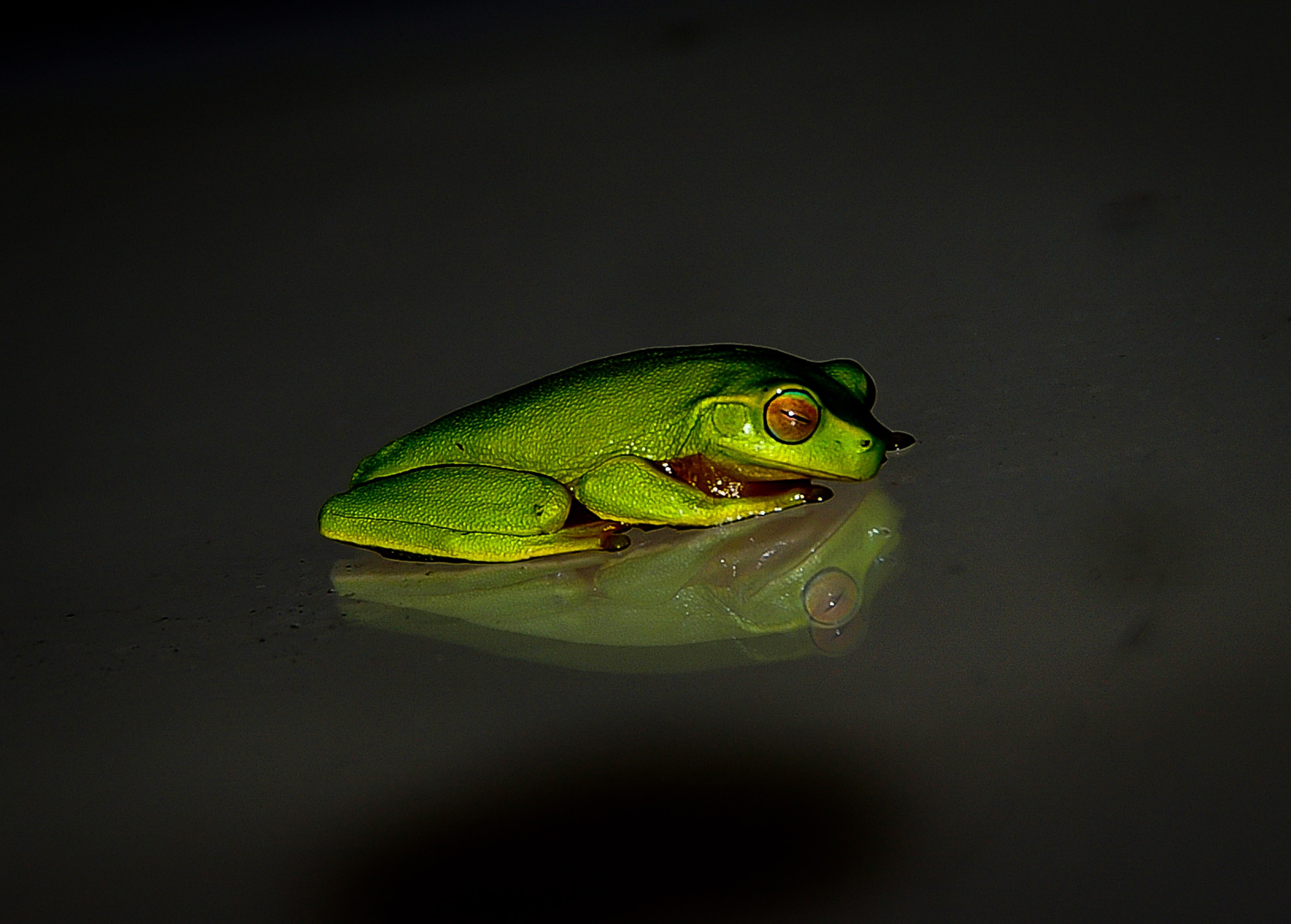 frog, animals, reflection Panoramic Wallpapers