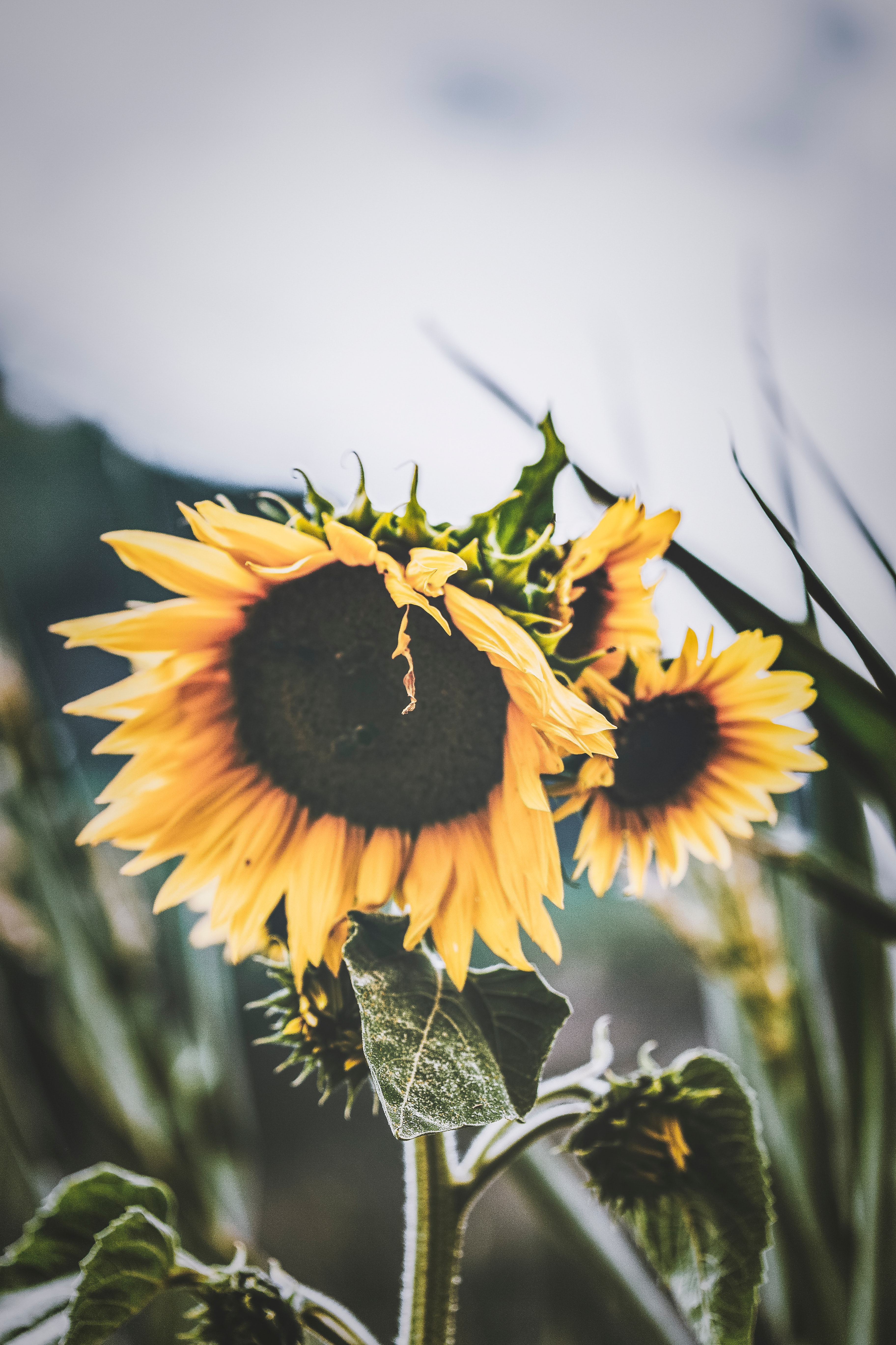 Free Images yellow, petals, sunflower, flower Flowers