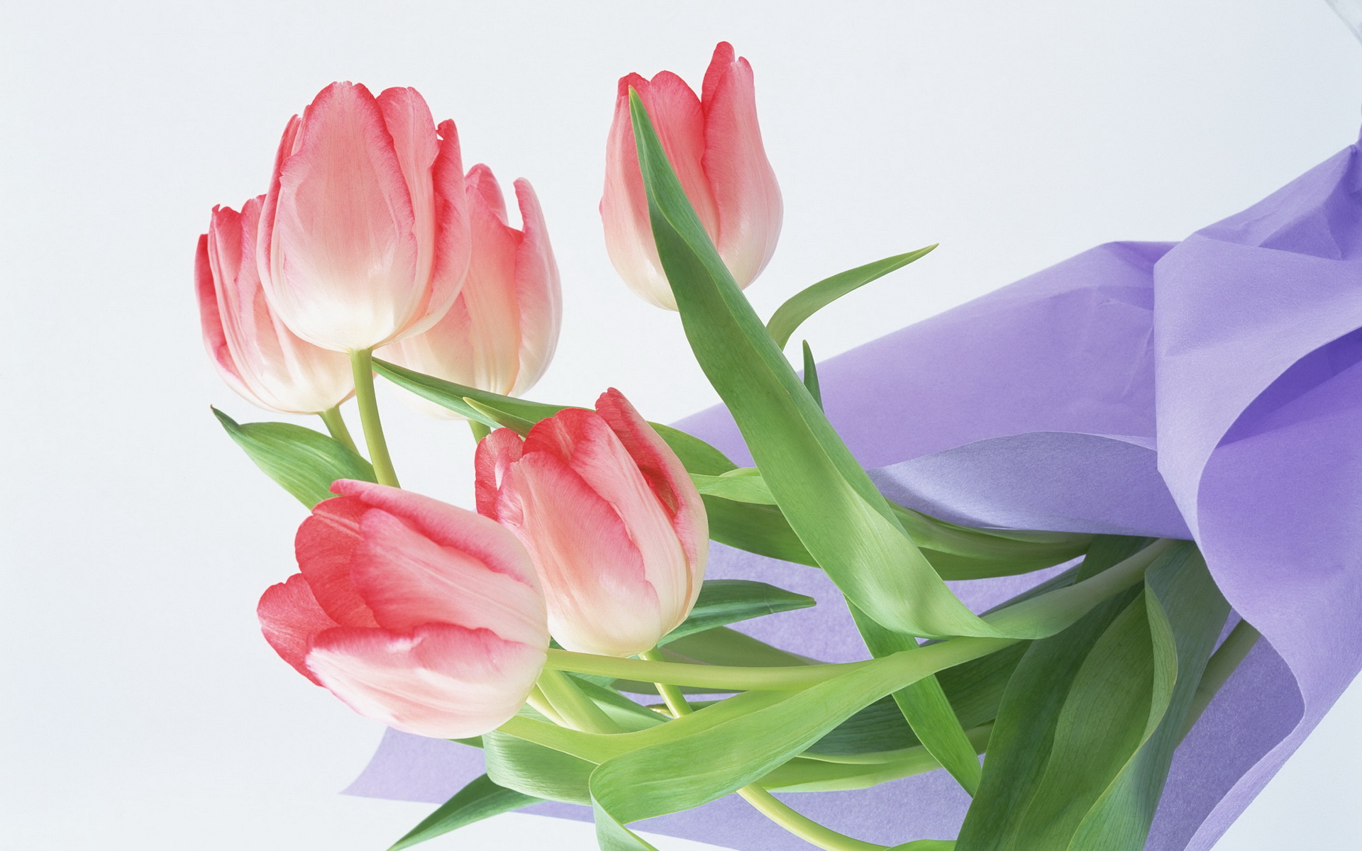tulips, plants, flowers, white 8K
