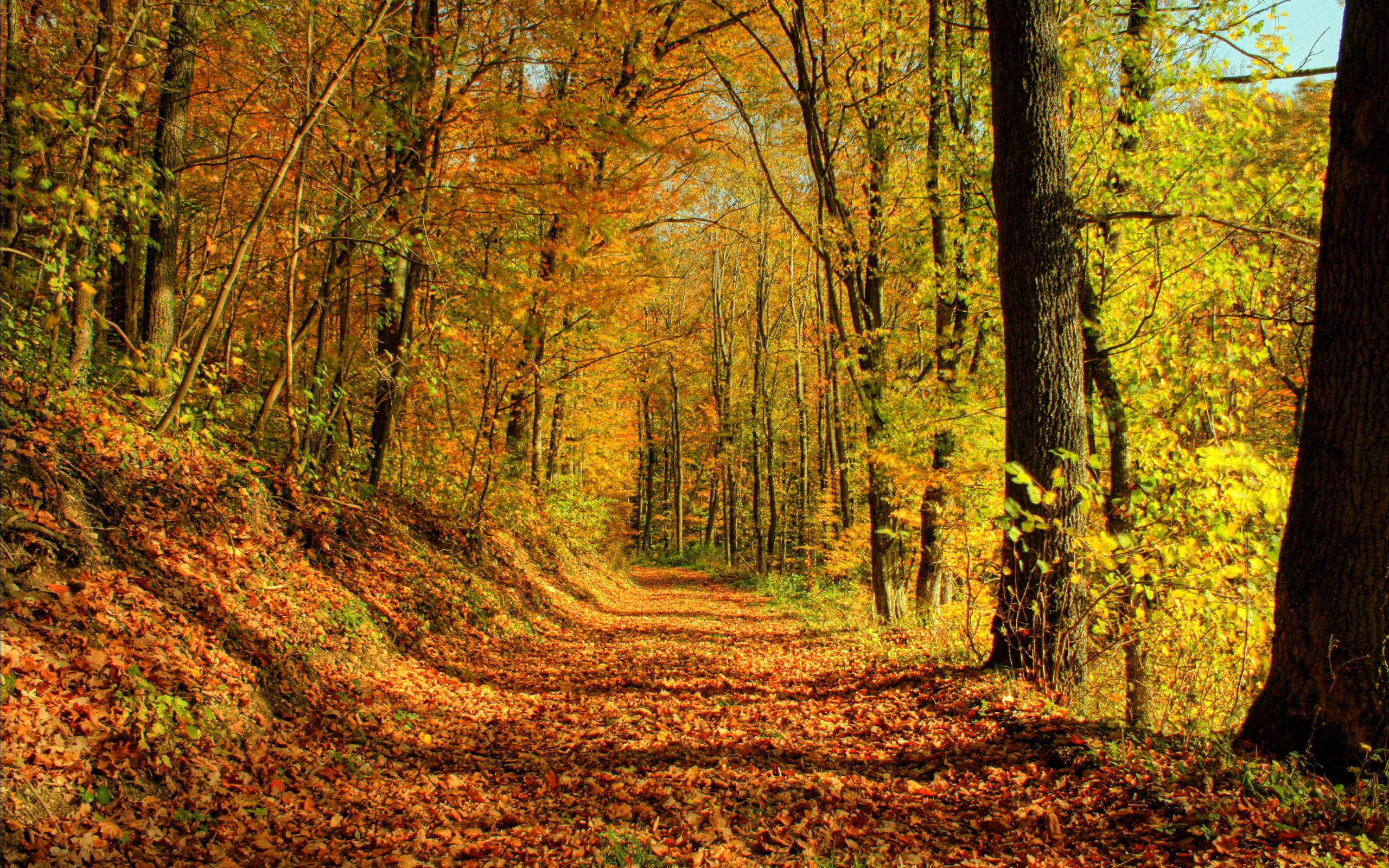 Laden Sie das Natur, Blätter, Gold-, Straße, Wald, Schatten, Oktober, Mittag-Bild kostenlos auf Ihren PC-Desktop herunter