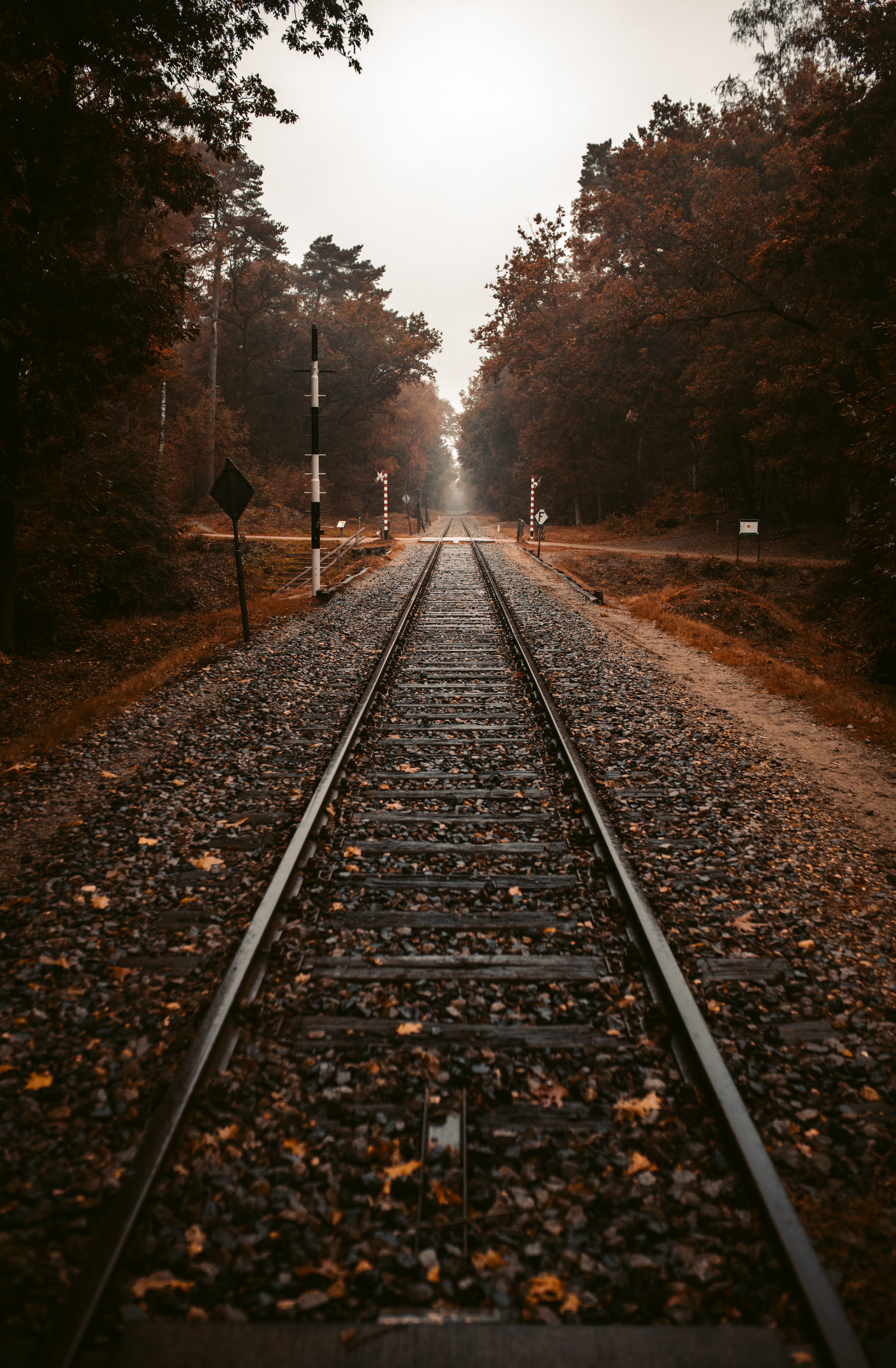 rails, autumn, railway, nature, trees wallpaper for mobile