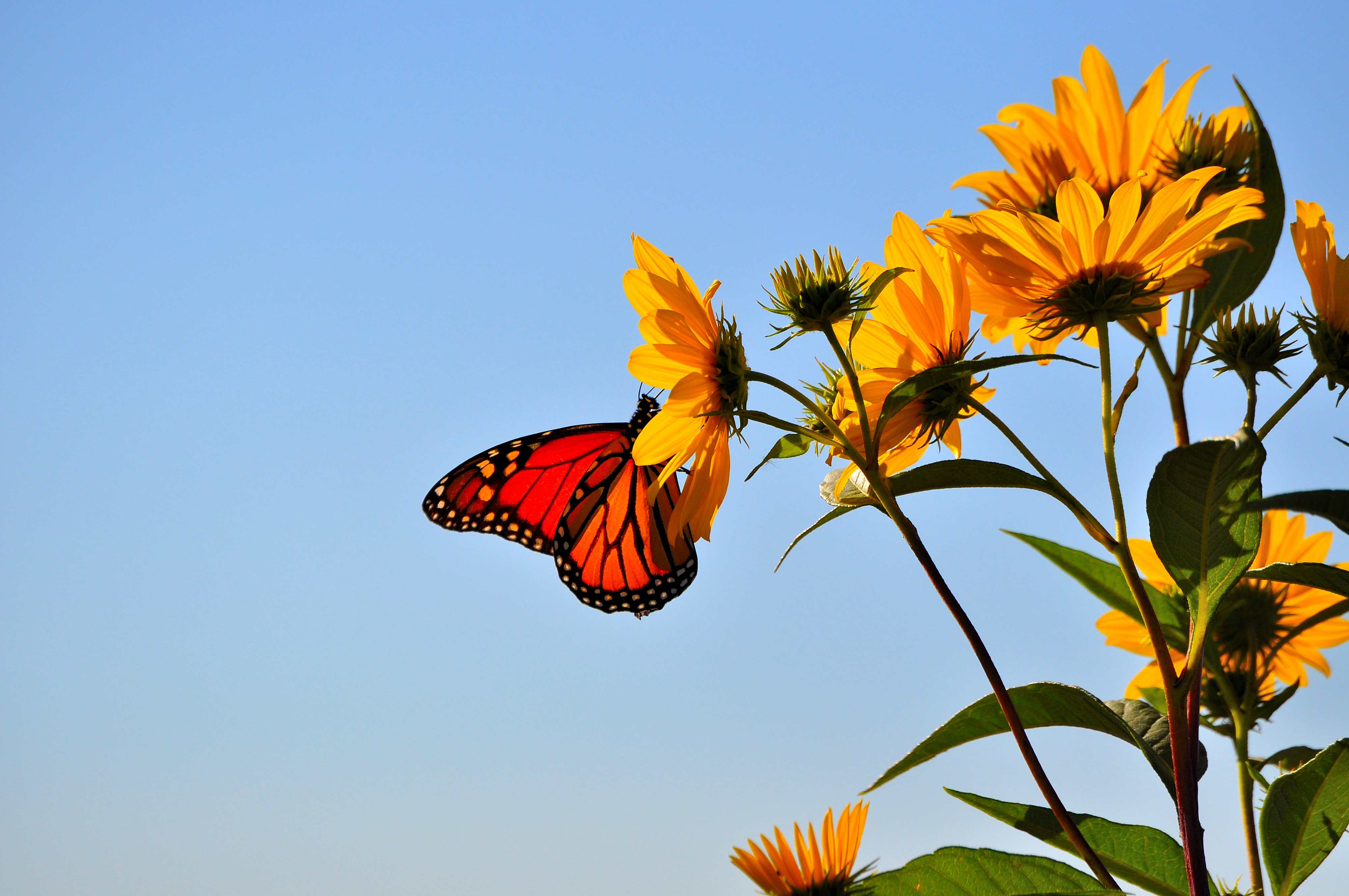 Laden Sie das Blume, Tiere, Sky, Schmetterling, Flügel-Bild kostenlos auf Ihren PC-Desktop herunter