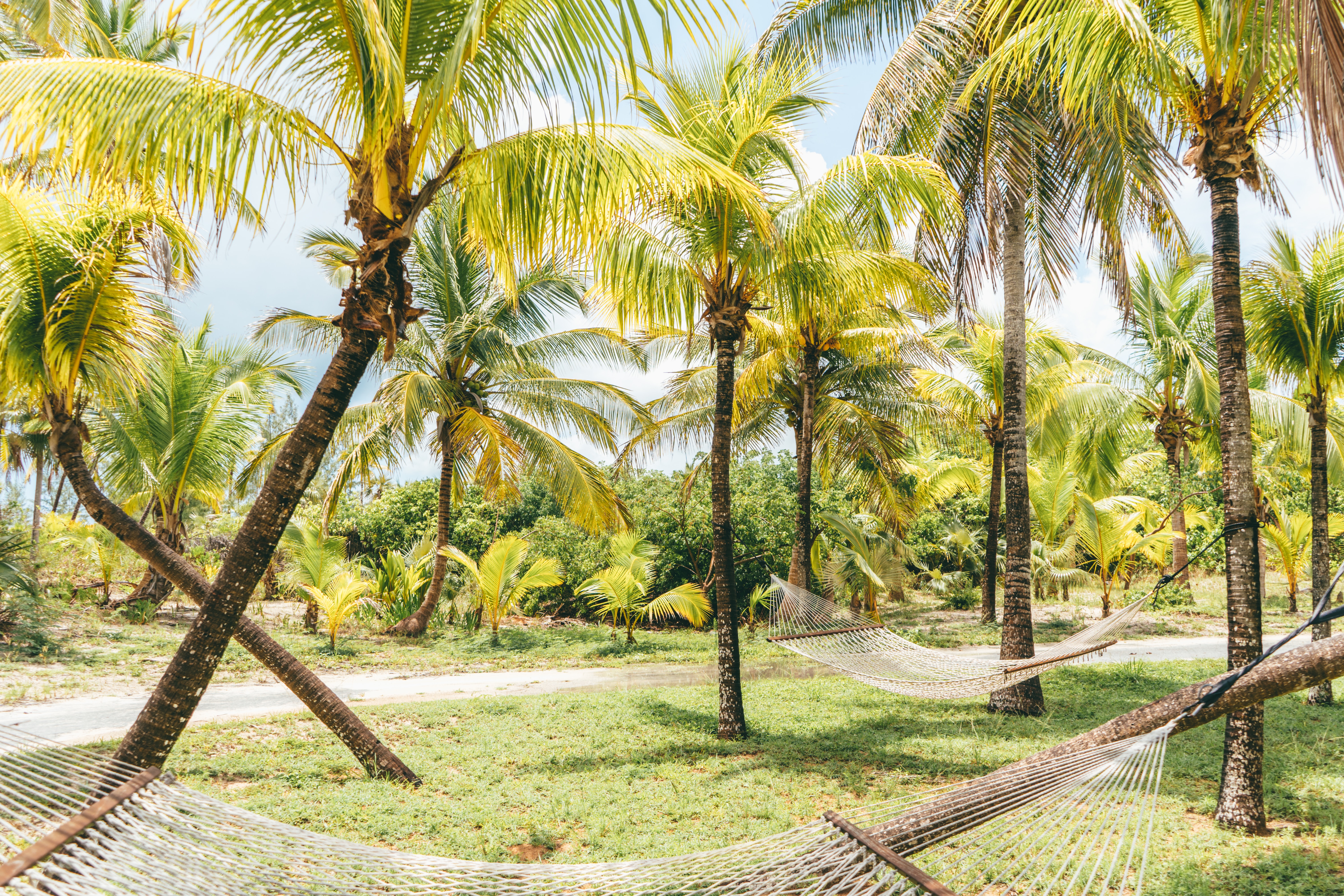 61759 скачать обои пальмы, природа, лето, тропики, гамаки, багамы - заставки и картинки бесплатно