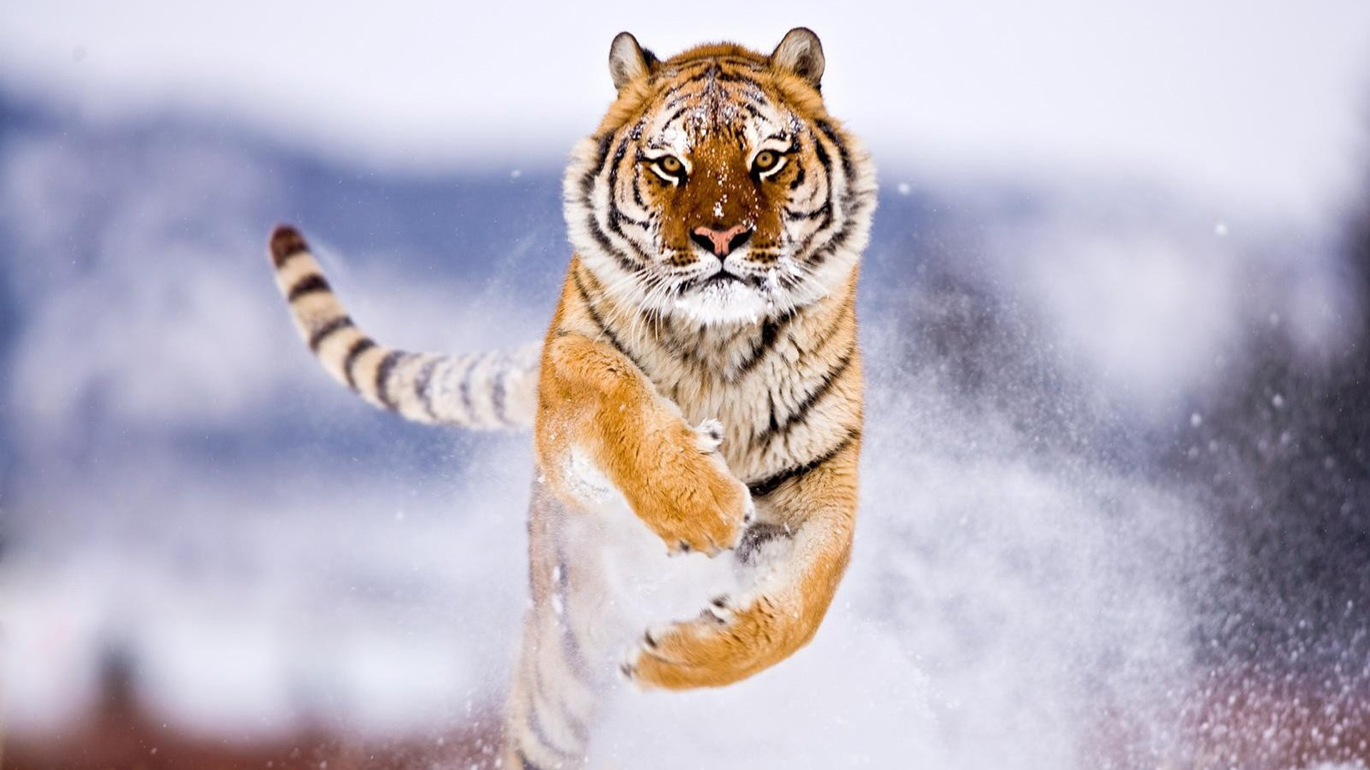Descargar la imagen en teléfono: Tigres, Animales, gratis. 37775.